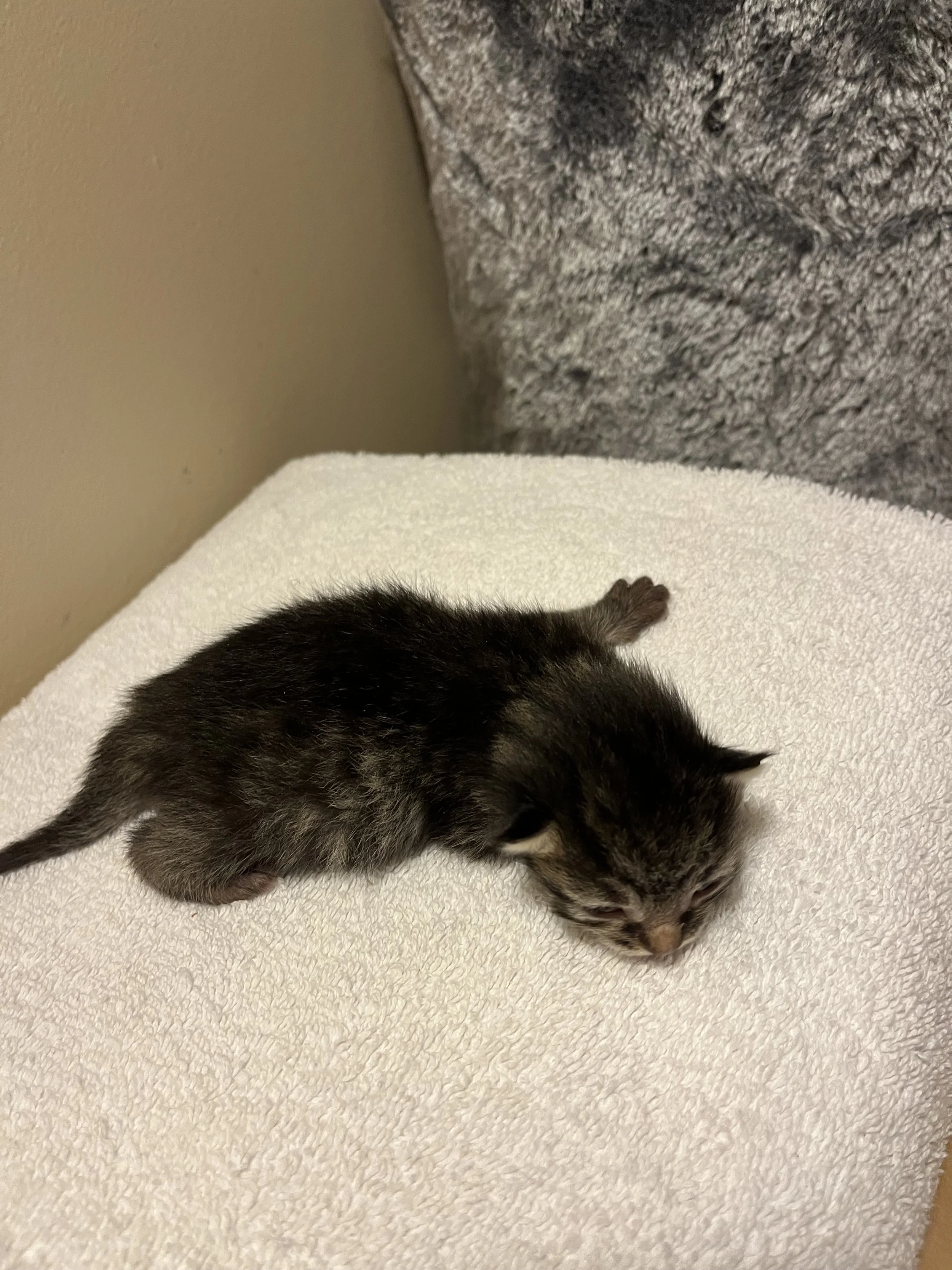 Tabby Blk Brown Female 2.jpeg