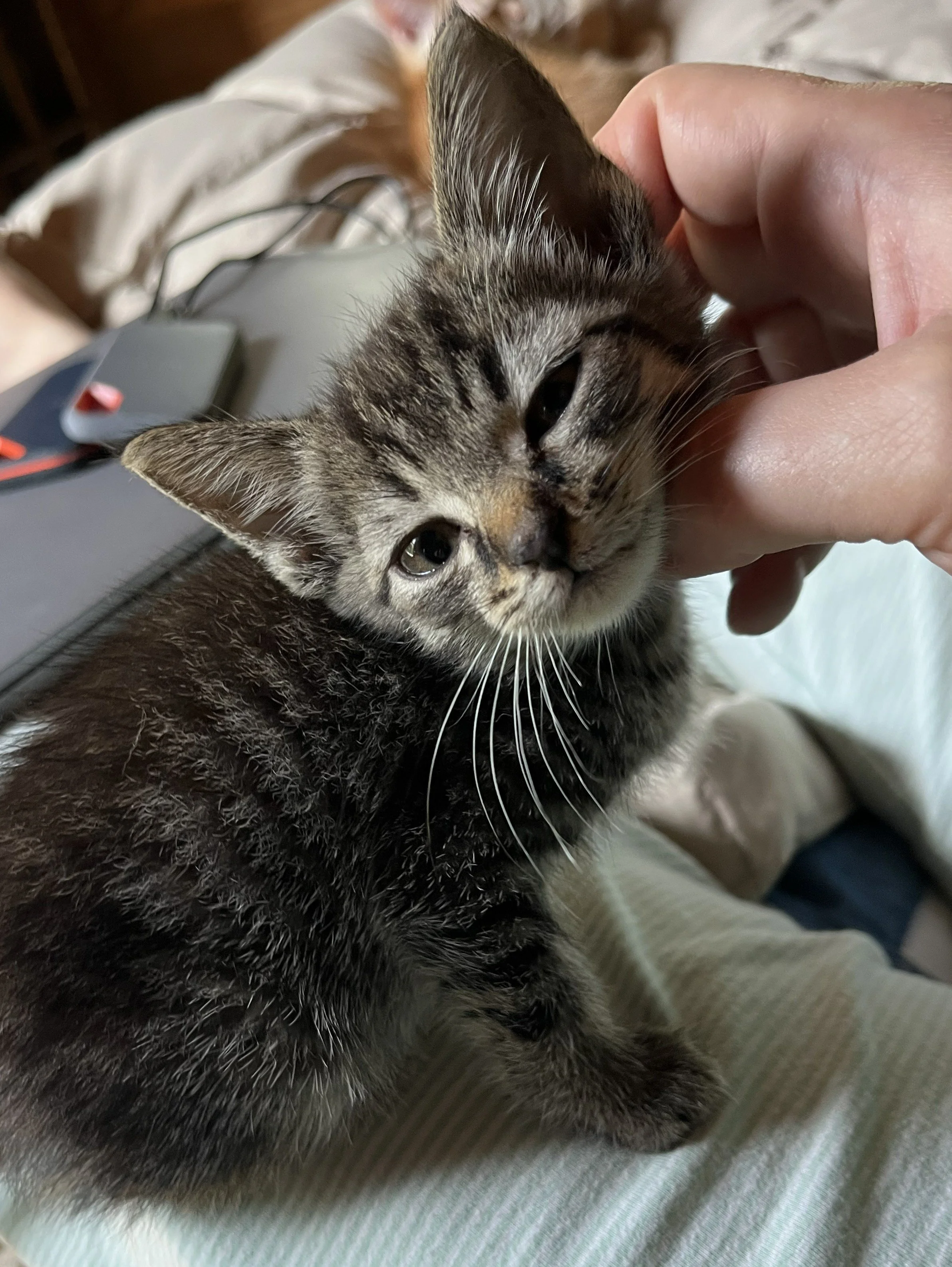 kittens (17).jpg