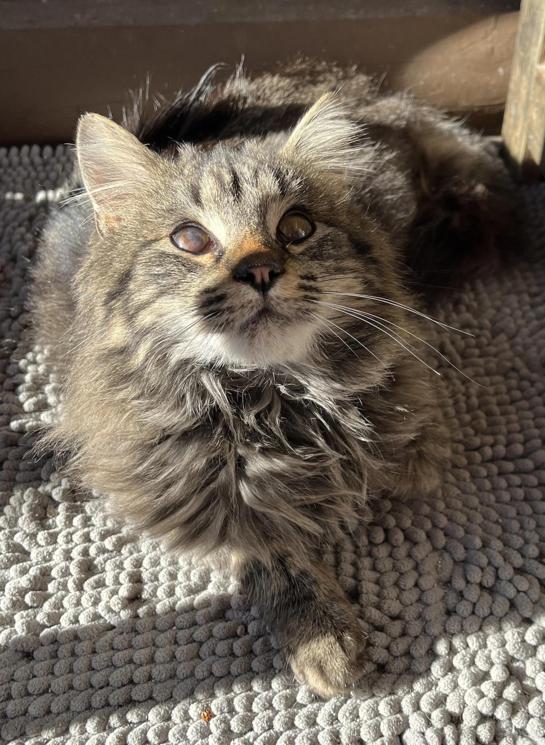 Saturn (On an Adoption Trial)