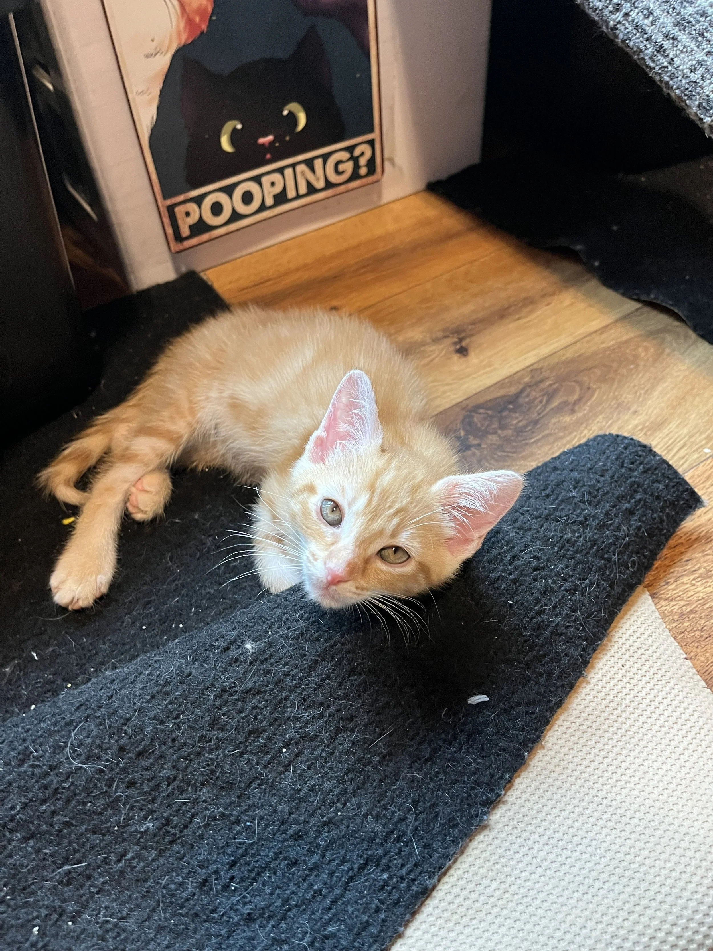 Basil 8wks 1.jpg