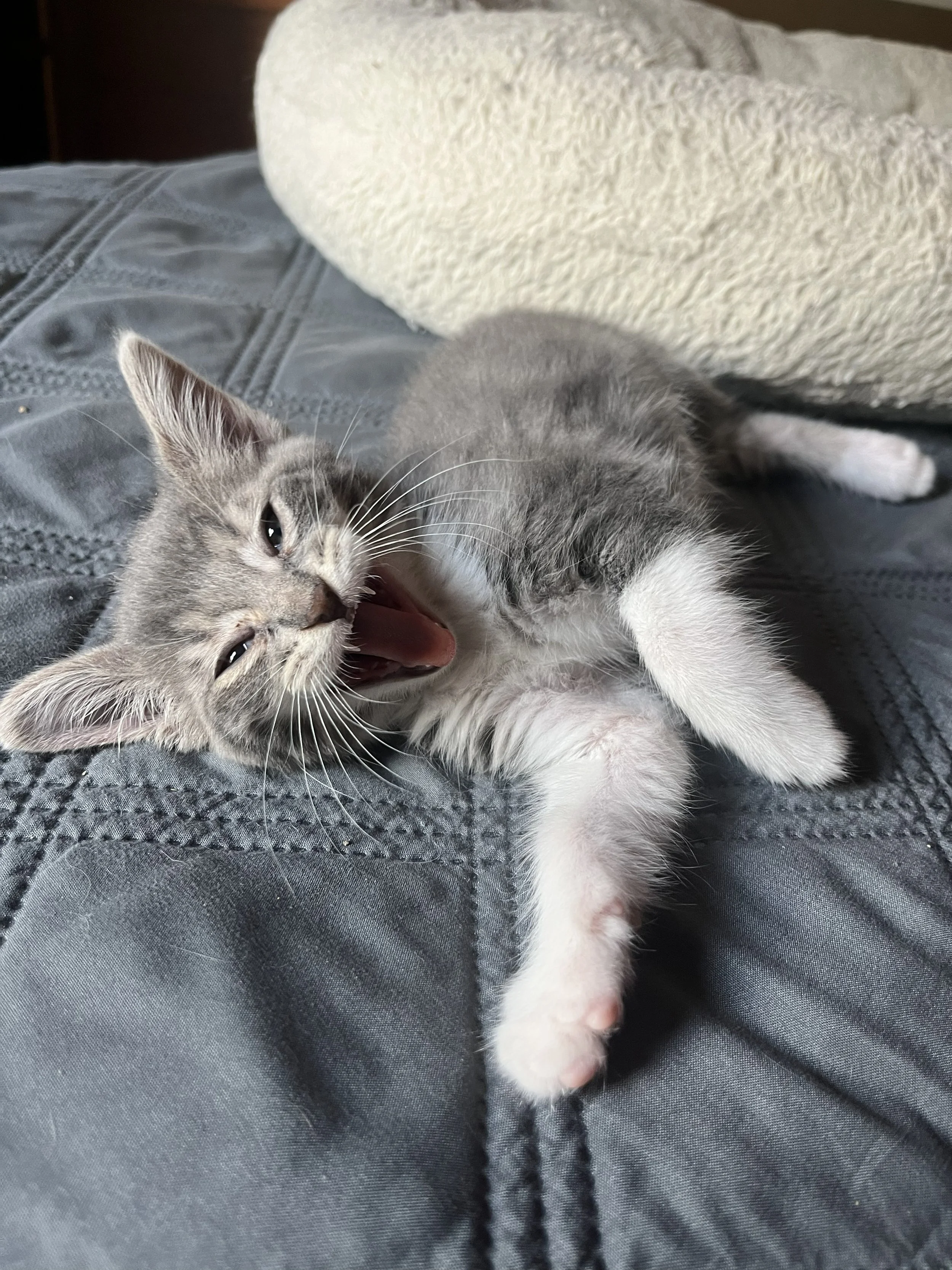 Benjamin (On an Adoption Trial w/ Dinah)