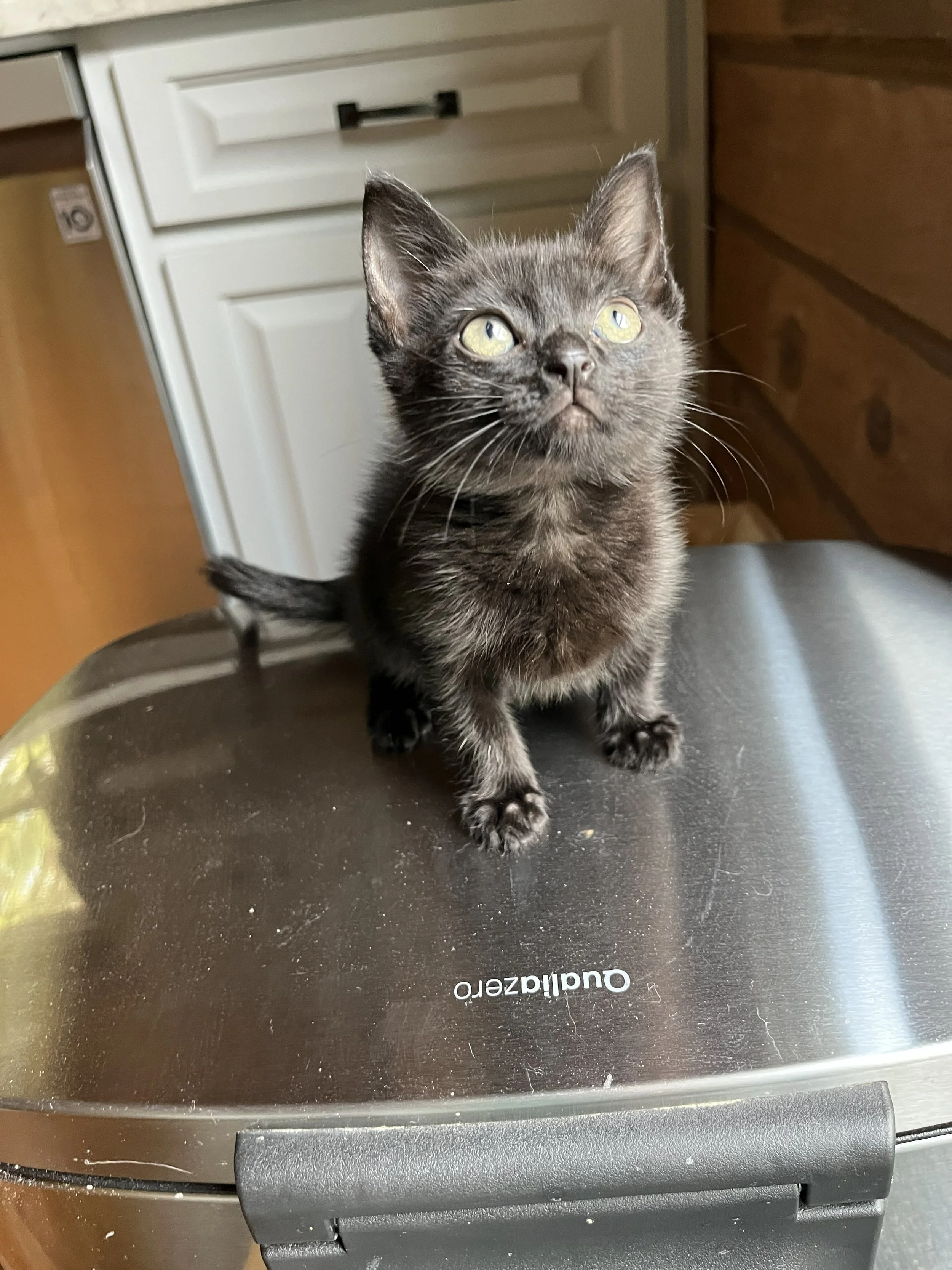 Cleo 5wks 3.jpg