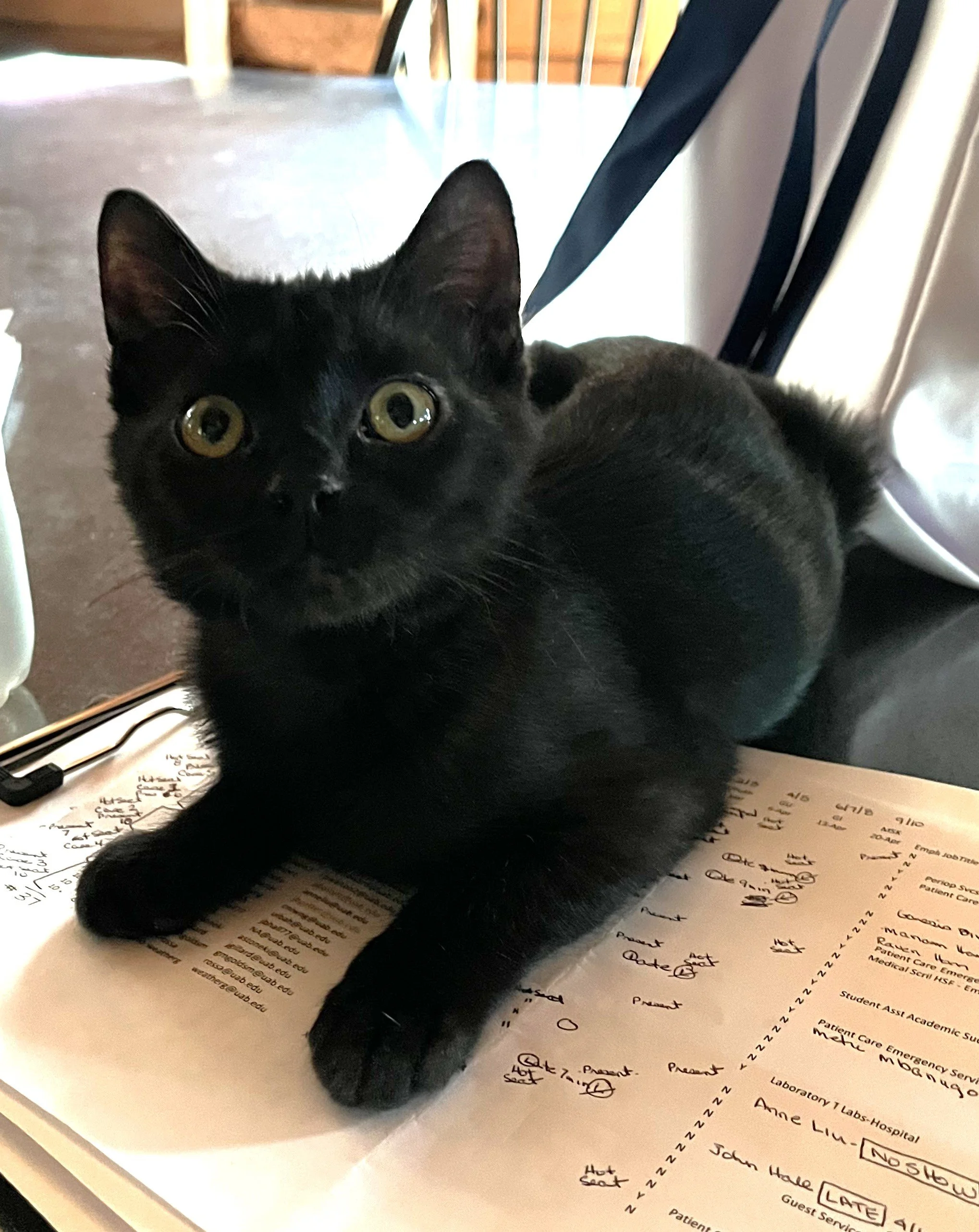 Boaz (Pre-Adopted)