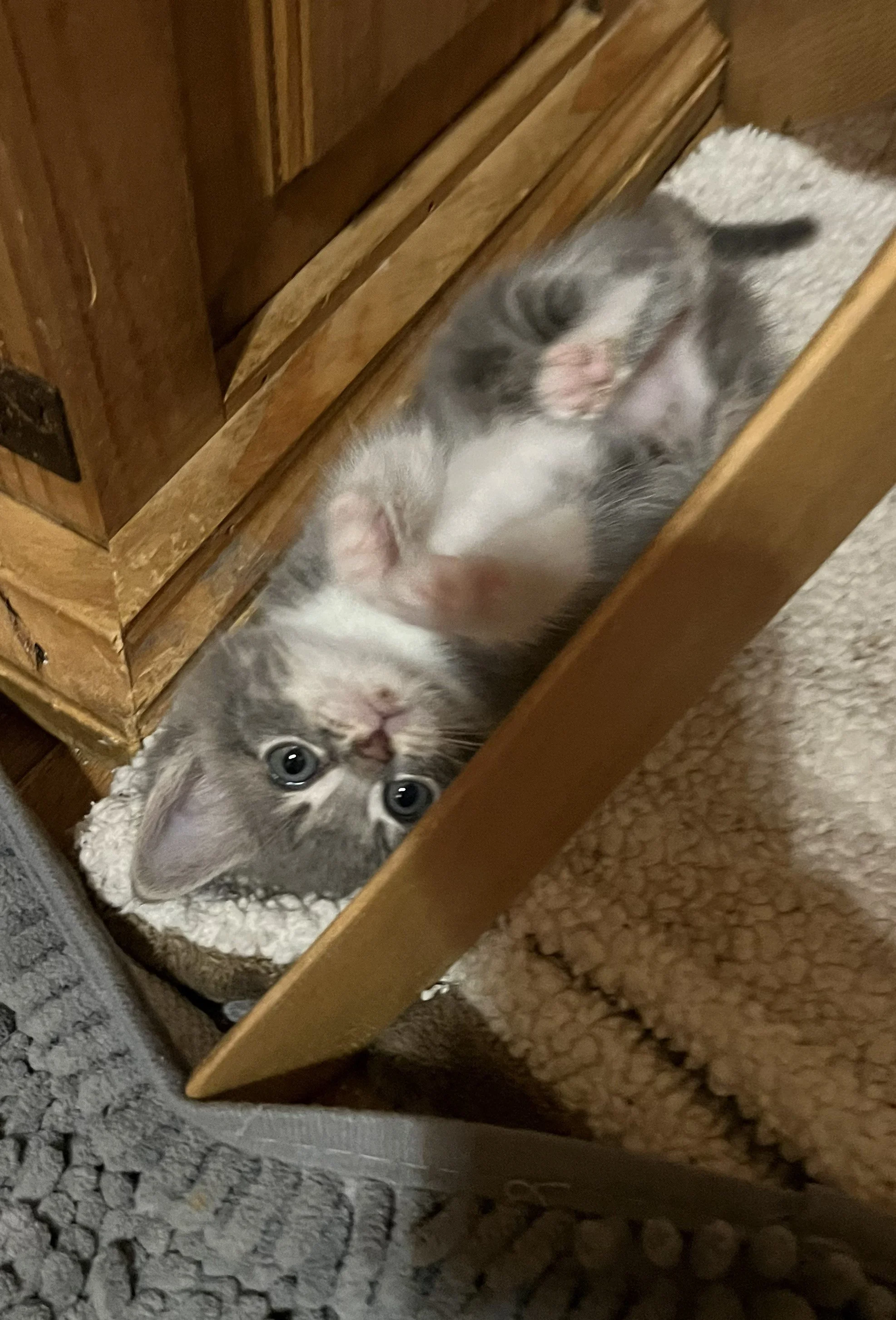 Benjamin (On an Adoption Trial w/ Dinah)