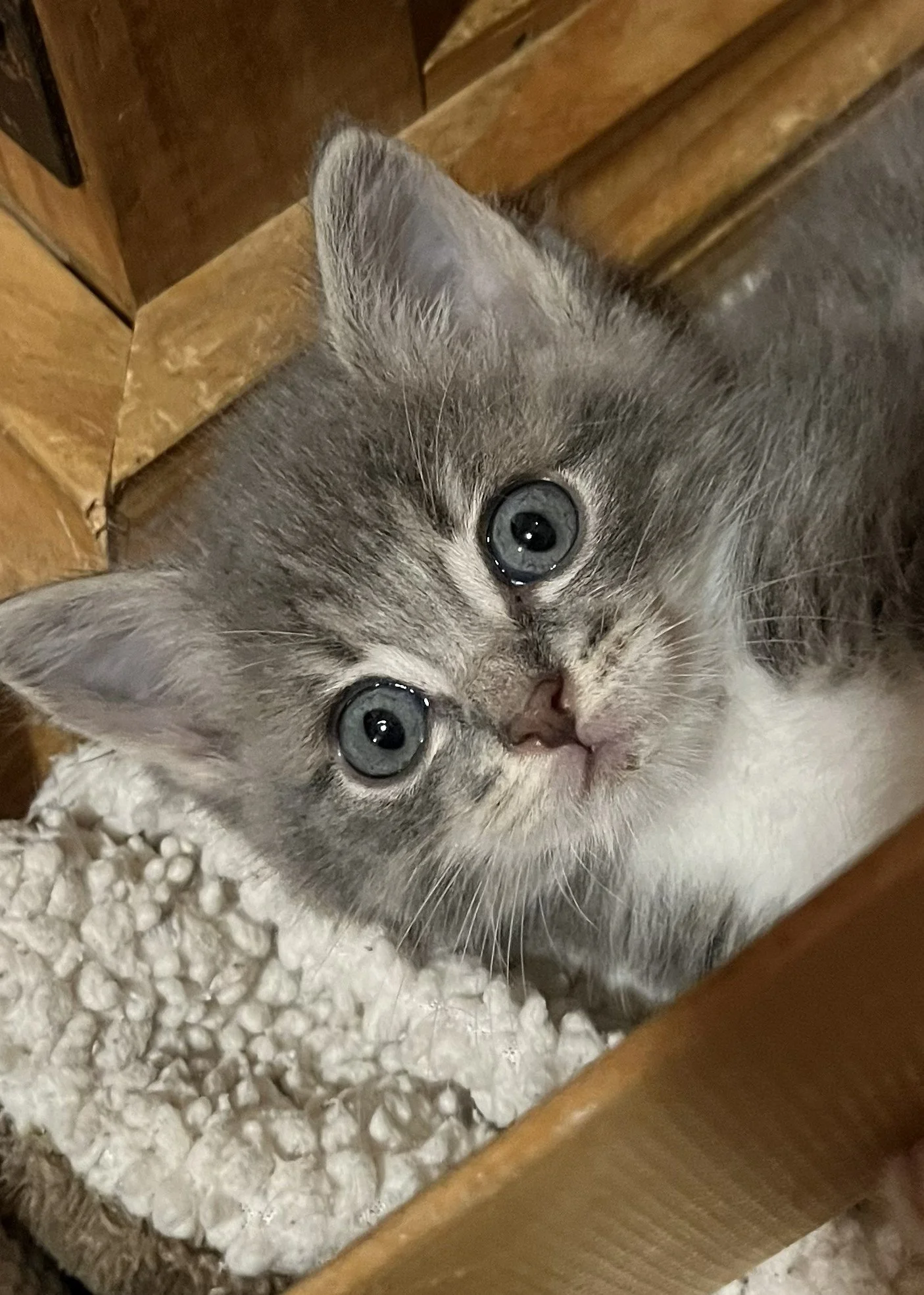 Benjamin 5wks.jpg