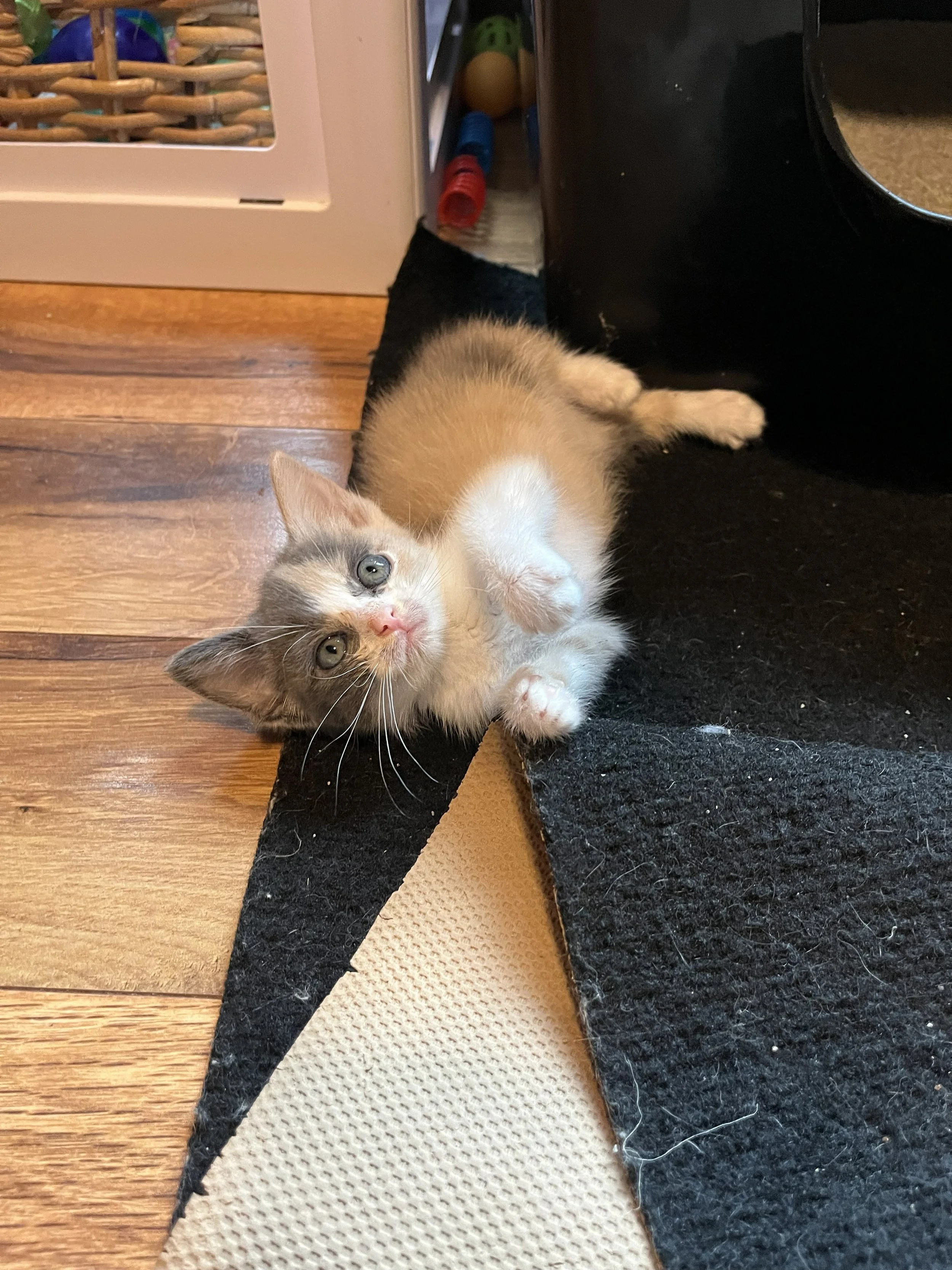 Dinah 6wks 4.jpg