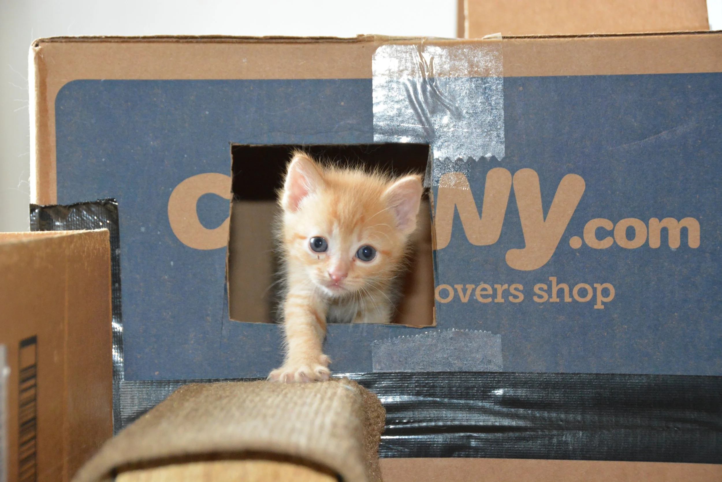 Chewy box 1.JPG