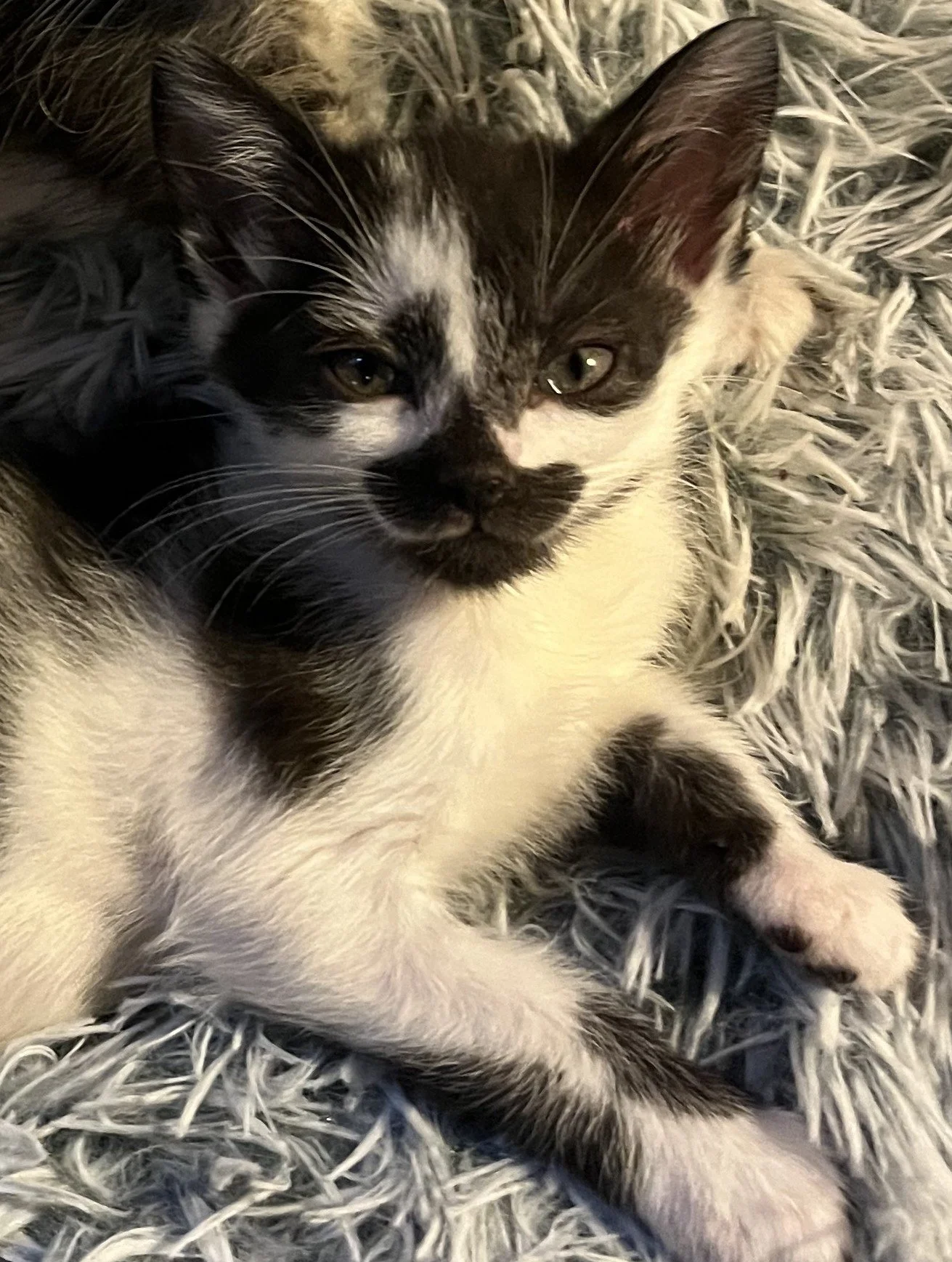 Clare (Pre-Adopted w/ Celine)