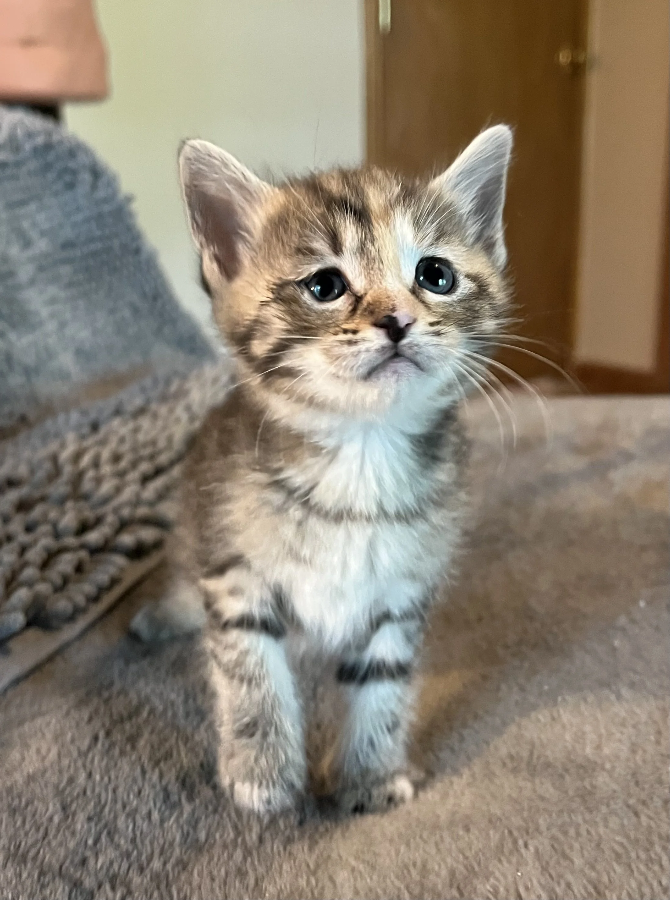 Baby Barbara