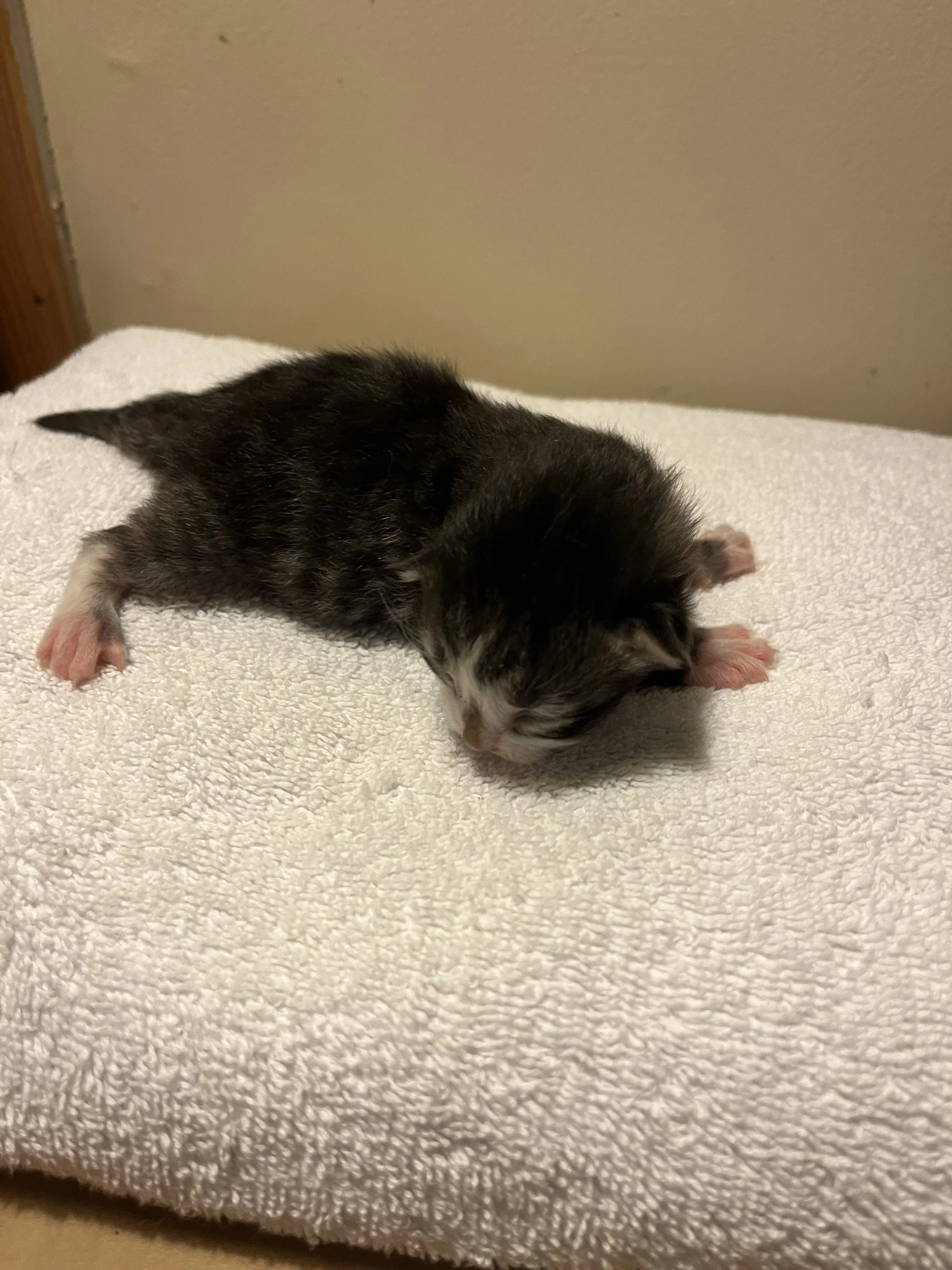 Tabby White Face Male (monster) 2.jpeg