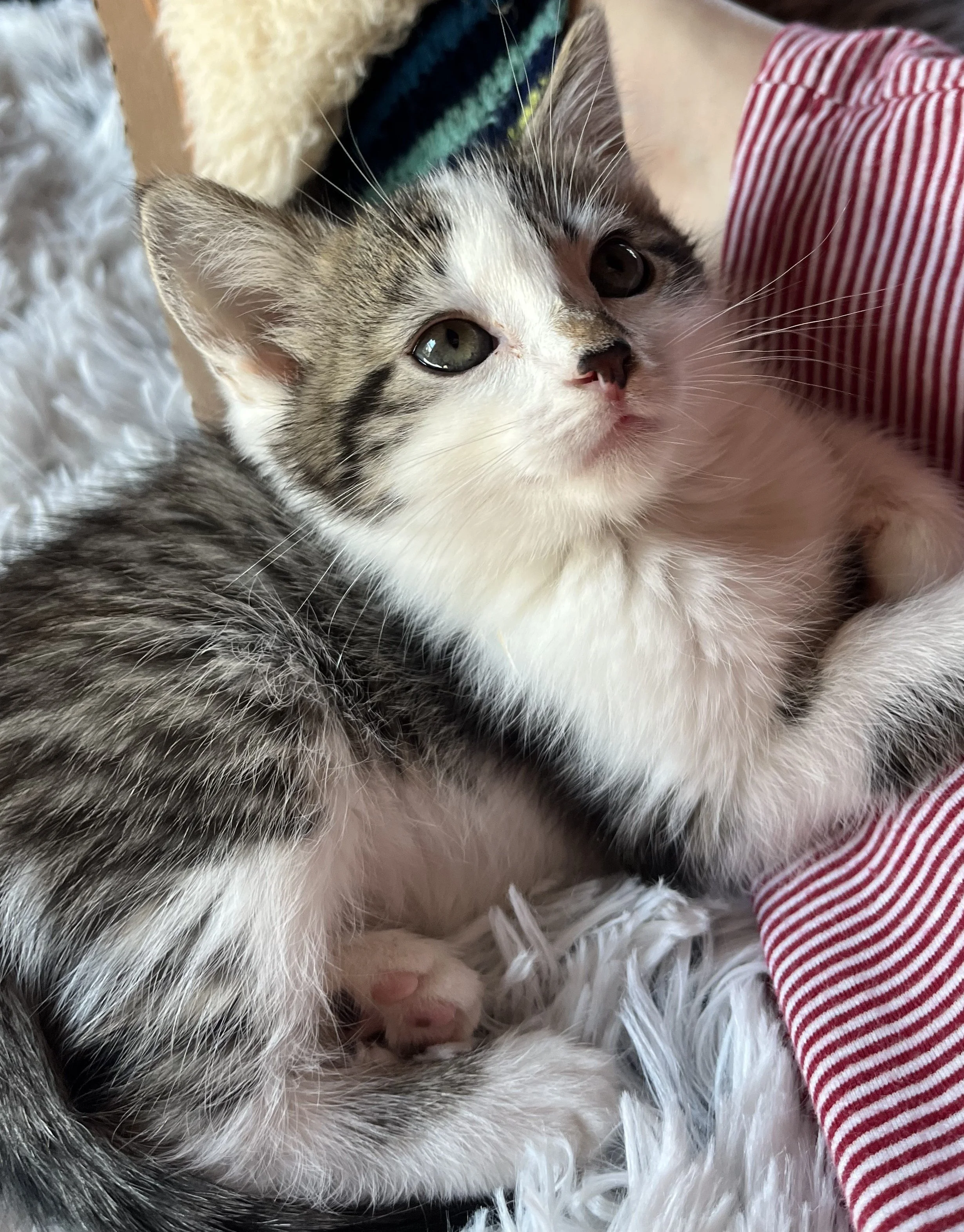 Priscilla