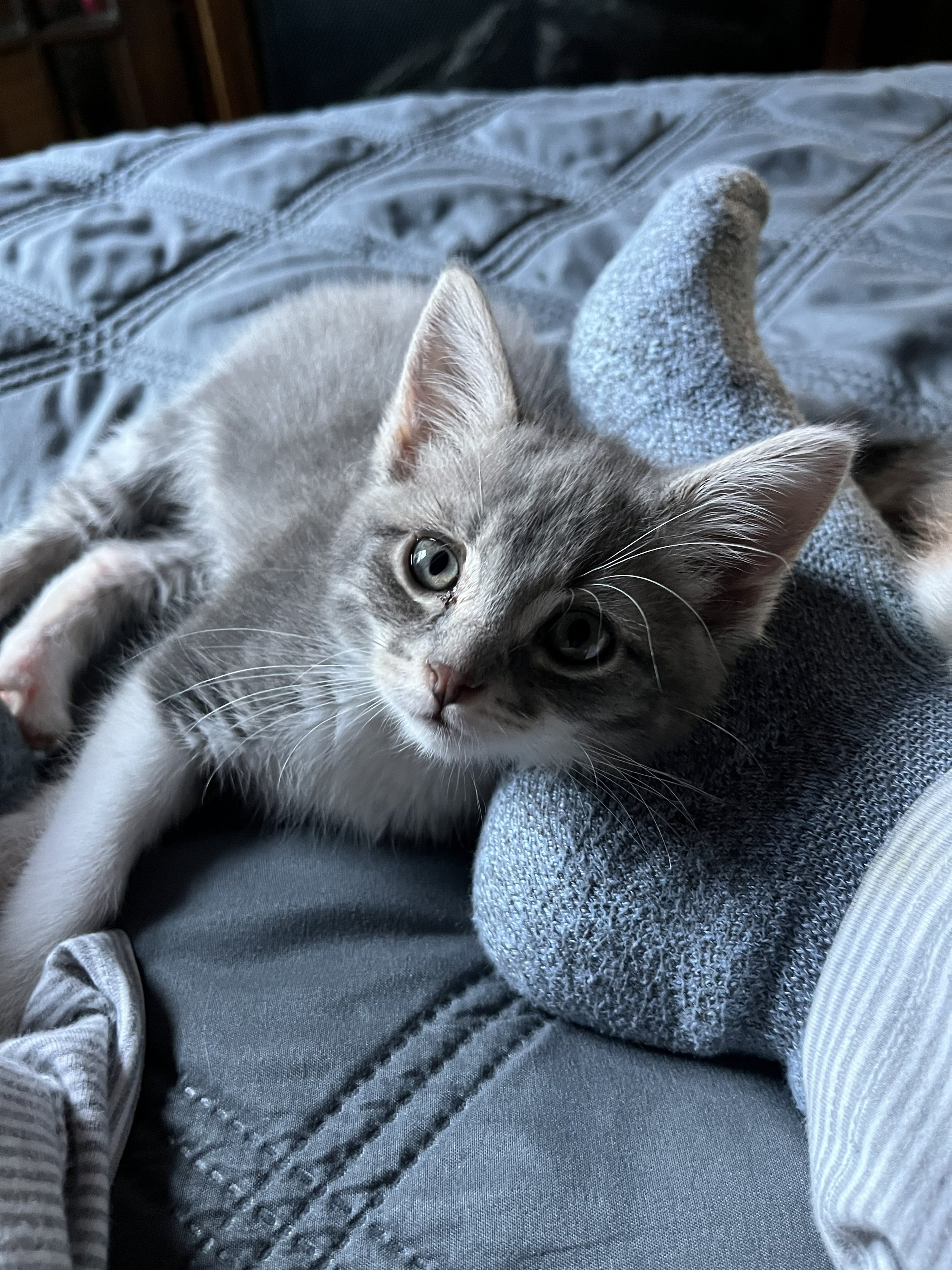 Benjamin 8wks.jpg