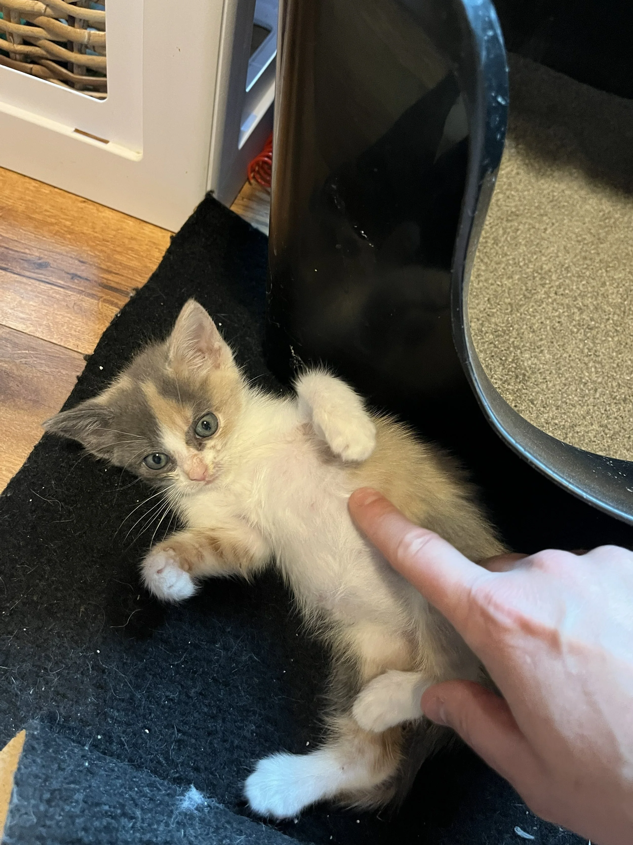 Dinah 6wks 3.jpg