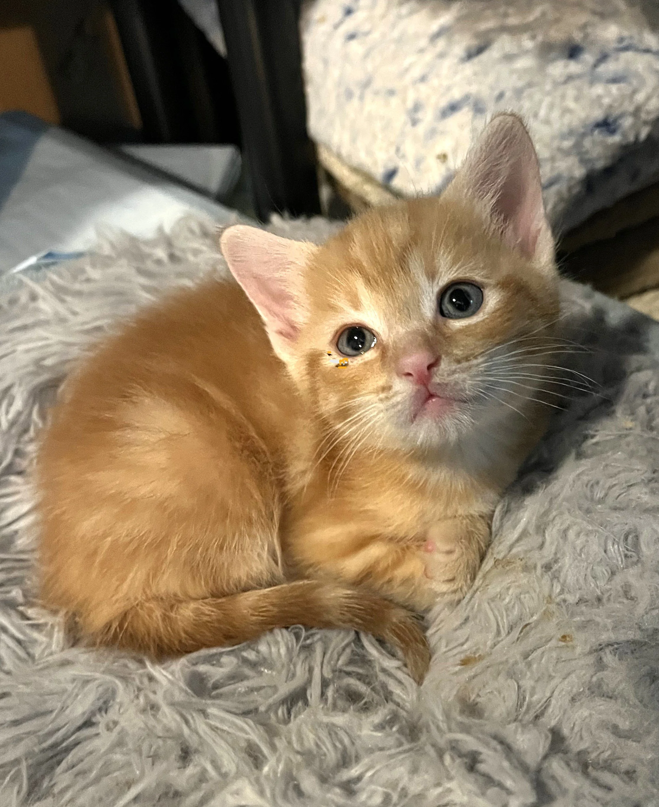 Baby Barnabas