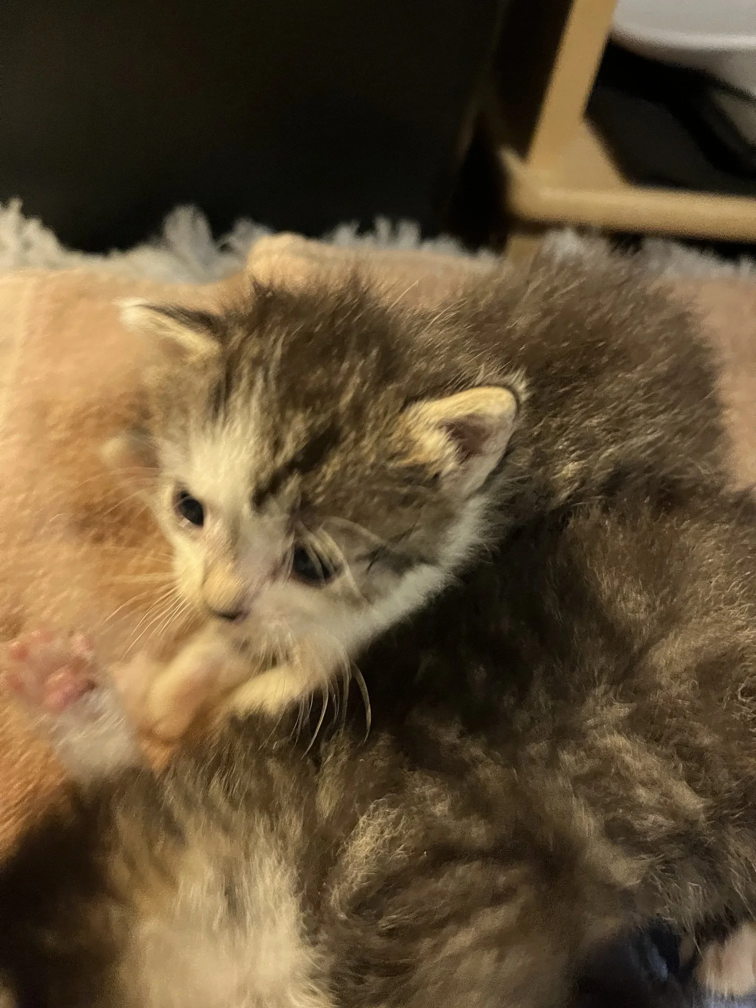 IMG_0687.jpeg