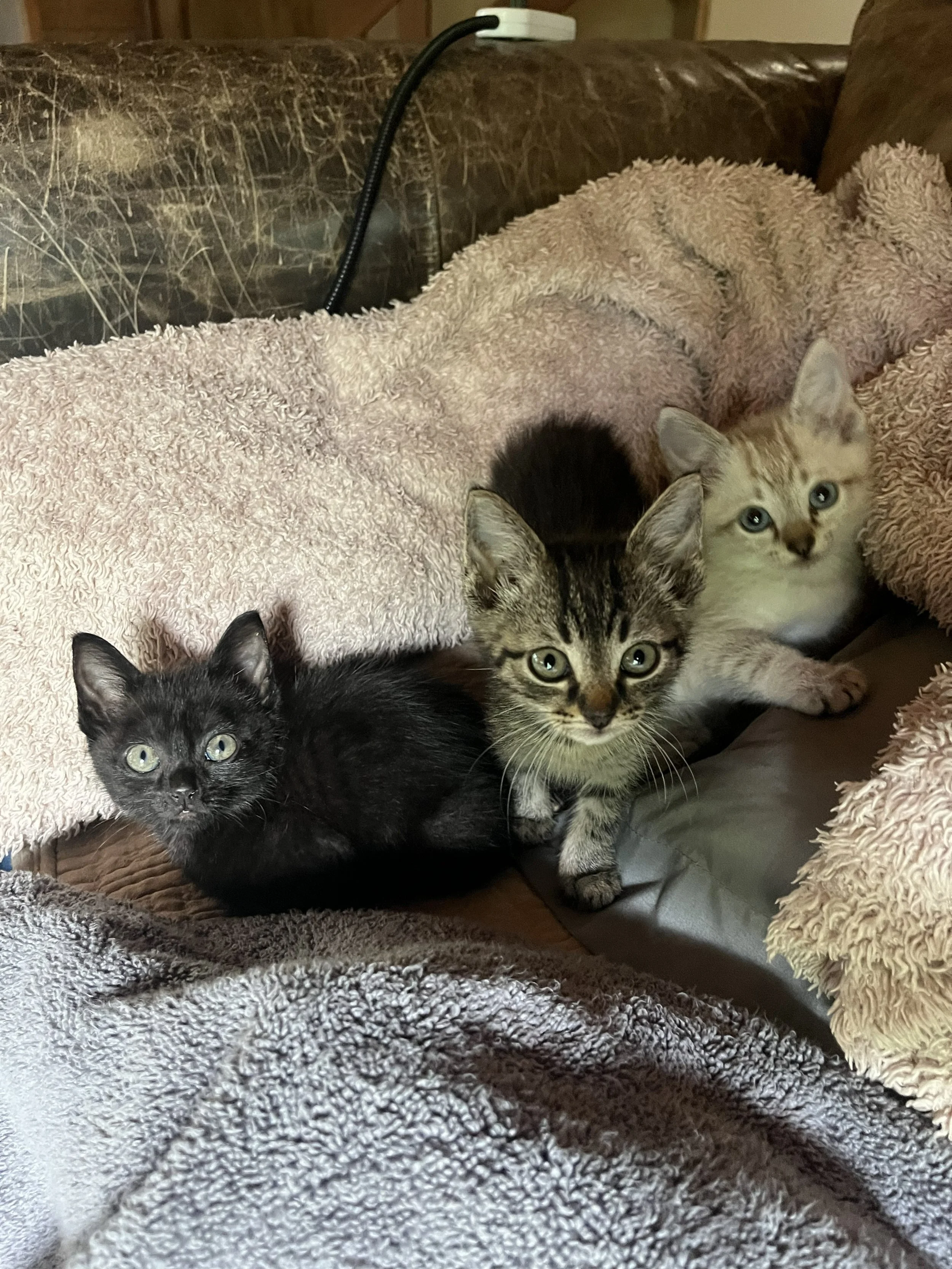 Cleopatra litter.jpg