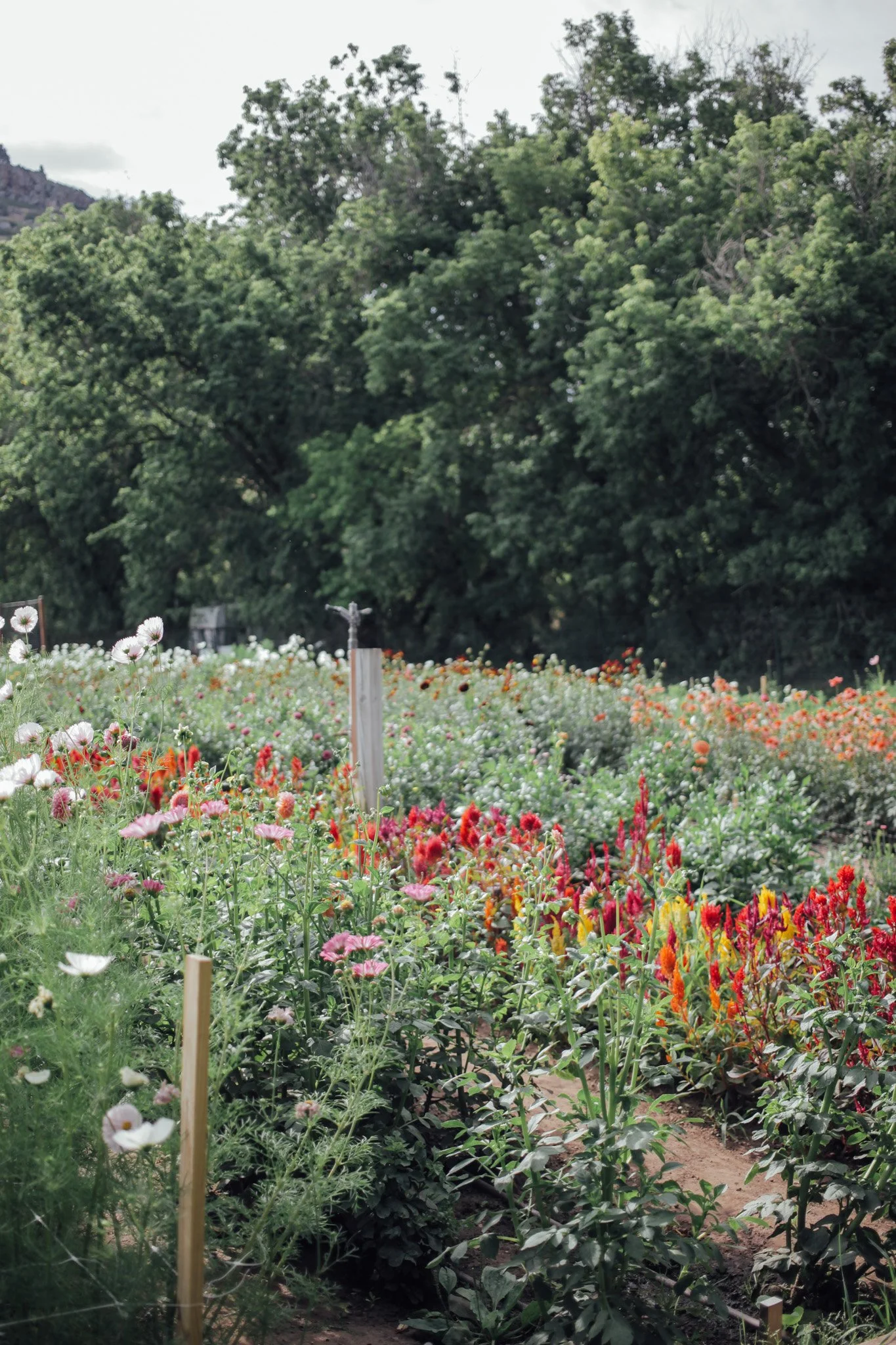 seasonal_flower_bucket_lyons_farmette_flowers.jpg