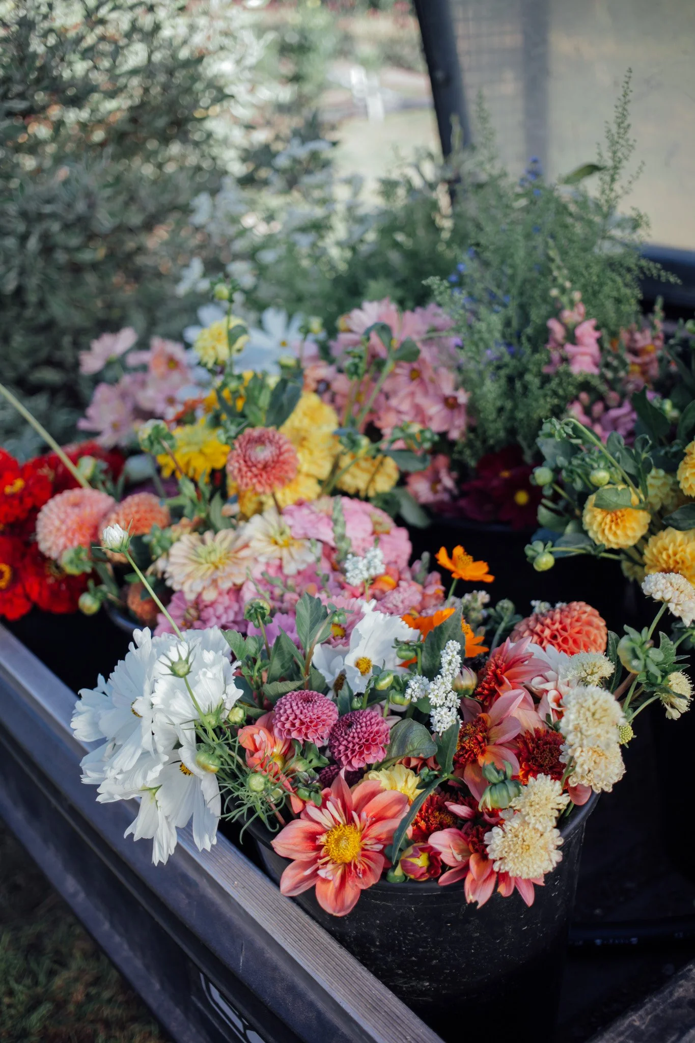 bulk_flower_buckets_lyons_farmette_flower_farm-2.jpg