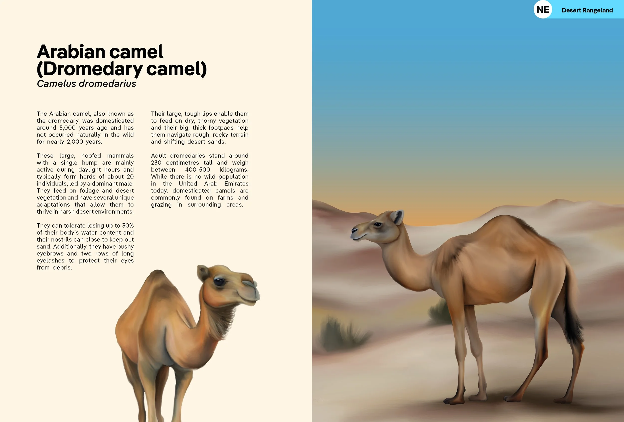 NHMAD_UAE_Mammals_17x23_FINAL_10.jpg