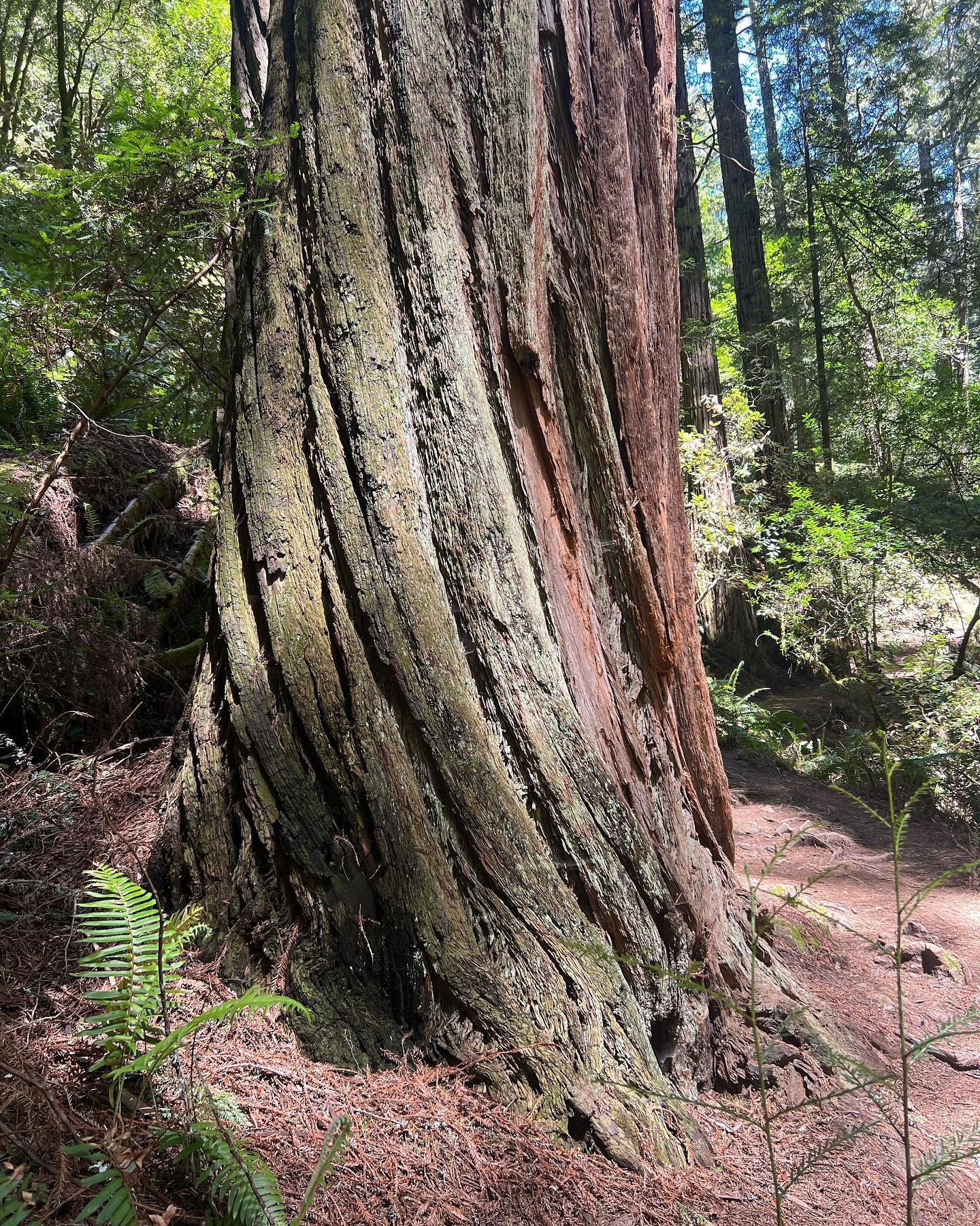 Happy Earth Day! this majestic California redwood and it&rsquo;s twisting bark from yesterdays hike reminds me of a new bracelet in the works from my recent time in Italy-
Nature is alway my greatest source of inspiration  #earthdayeveryday#oneofakin