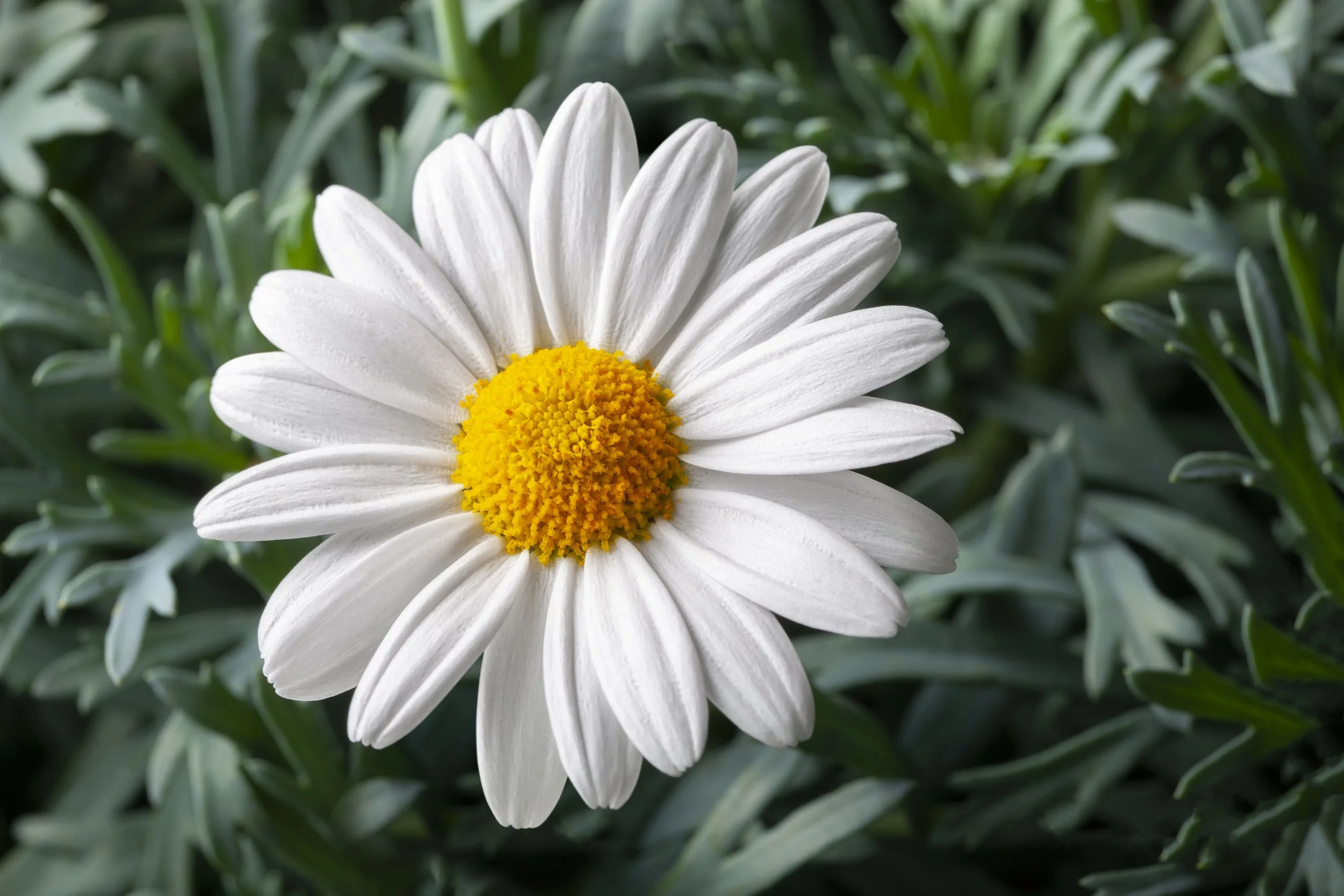      

 
    Ai có tâm trạng gì đó, đọc mấy vần thơ nầy, cũng được an ủi nhiều nhiều.    VVN, Vietnam  
 




















  
  



     