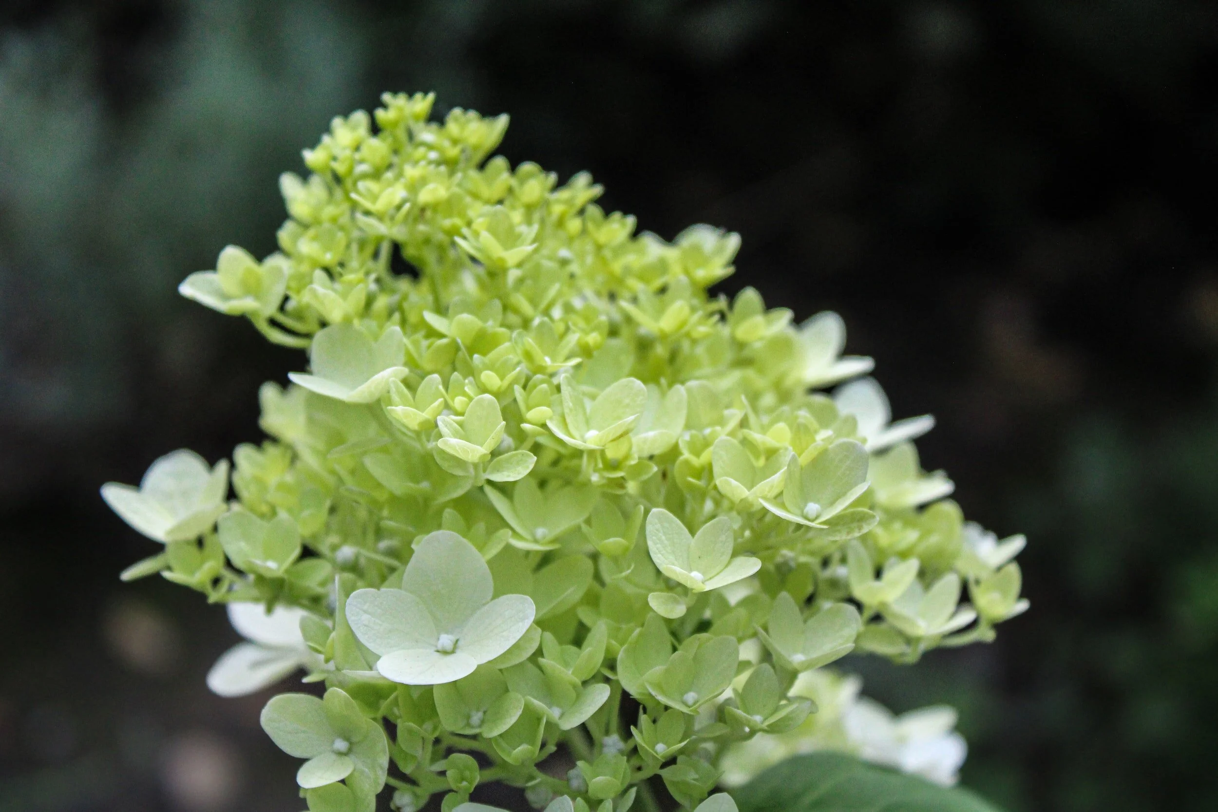      

 
   25 tháng 1, 2022  So sweet. Quá ướt át, lãng mạn, những bài hát của một thời trai trẻ. Lời Việt ngọt ngào, tha thiết lắm, hay lắm chị.&nbsp;   LG, Massachusetts  &nbsp; 
 




















  
  



     