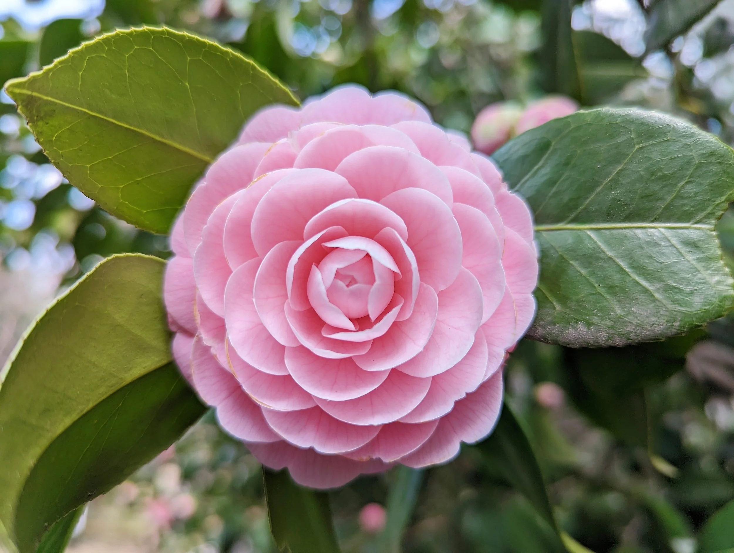      

 
   28 tháng 10, 2021  Shalom! Con chào cô. Con cảm ơn cô đã dịch qua tiếng Anh thêm một bản nữa. Con đánh máy xong và gửi cô. Chúc cô nhiều niềm vui và sức khỏe luôn!  In Christ!  AH, South Korea 
 




















  
  



     