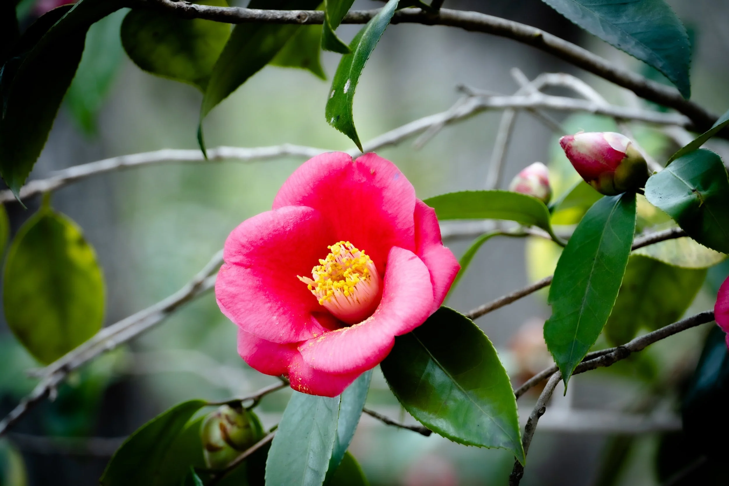      

 
   21 tháng 9, 2020  Chào cô, con xin thay mặt cho Tốp ca của HT cám ơn cô rất nhiều đã dành thời gian cho việc dịch lời Việt bài hát này để chúng con kịp tập hát. Mong rằng sẽ tiếp tục được cô giúp những lần tới vì Tốp ca chúng con tập 