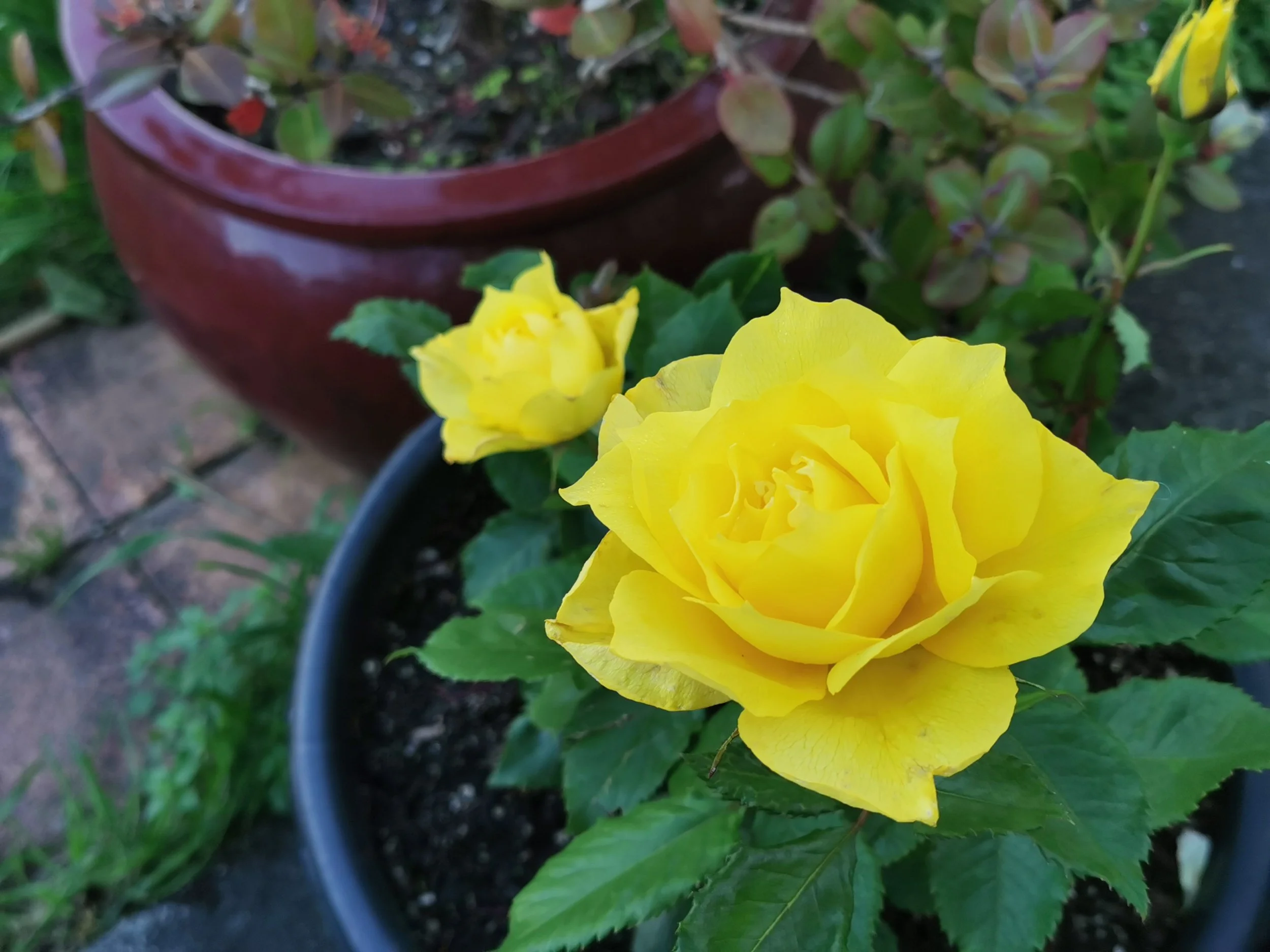      

 
   14 tháng 10, 2016  Chị ơi, ngôn từ của chị thật là phong phú. Đọc lời dịch của chị giúp em "sáng ra."&nbsp;   Cám ơn chị nhiều lắm.  LT, California  &nbsp;  &nbsp; 
 




















  
  



     