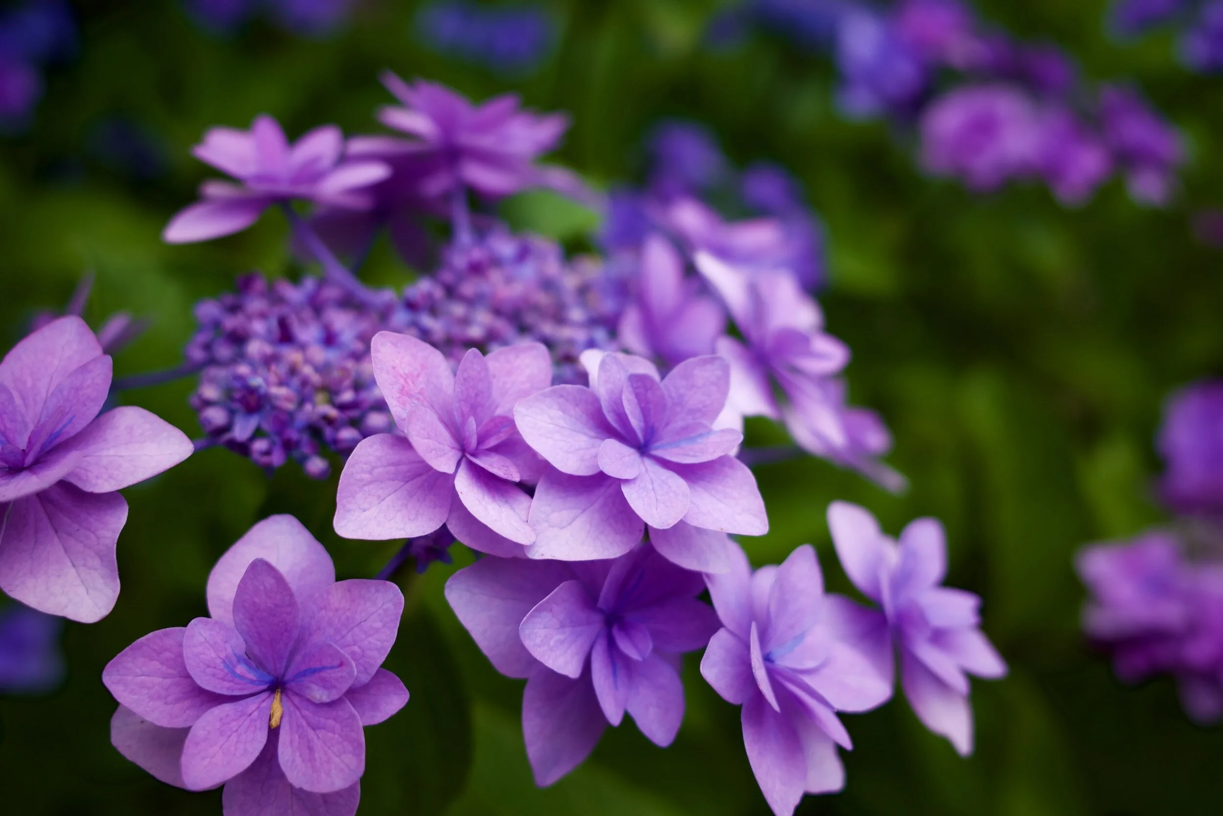      

 
    Ngày 19 tháng Chín, 2023    Wonderful, cô Hồng Bích!    My wife and I have been singing it this morning. She said that cô HB thật có ơn =)    I love it very much! Thank you!      From California    on "Jesus, Strong And Kind"   &nbsp;  &