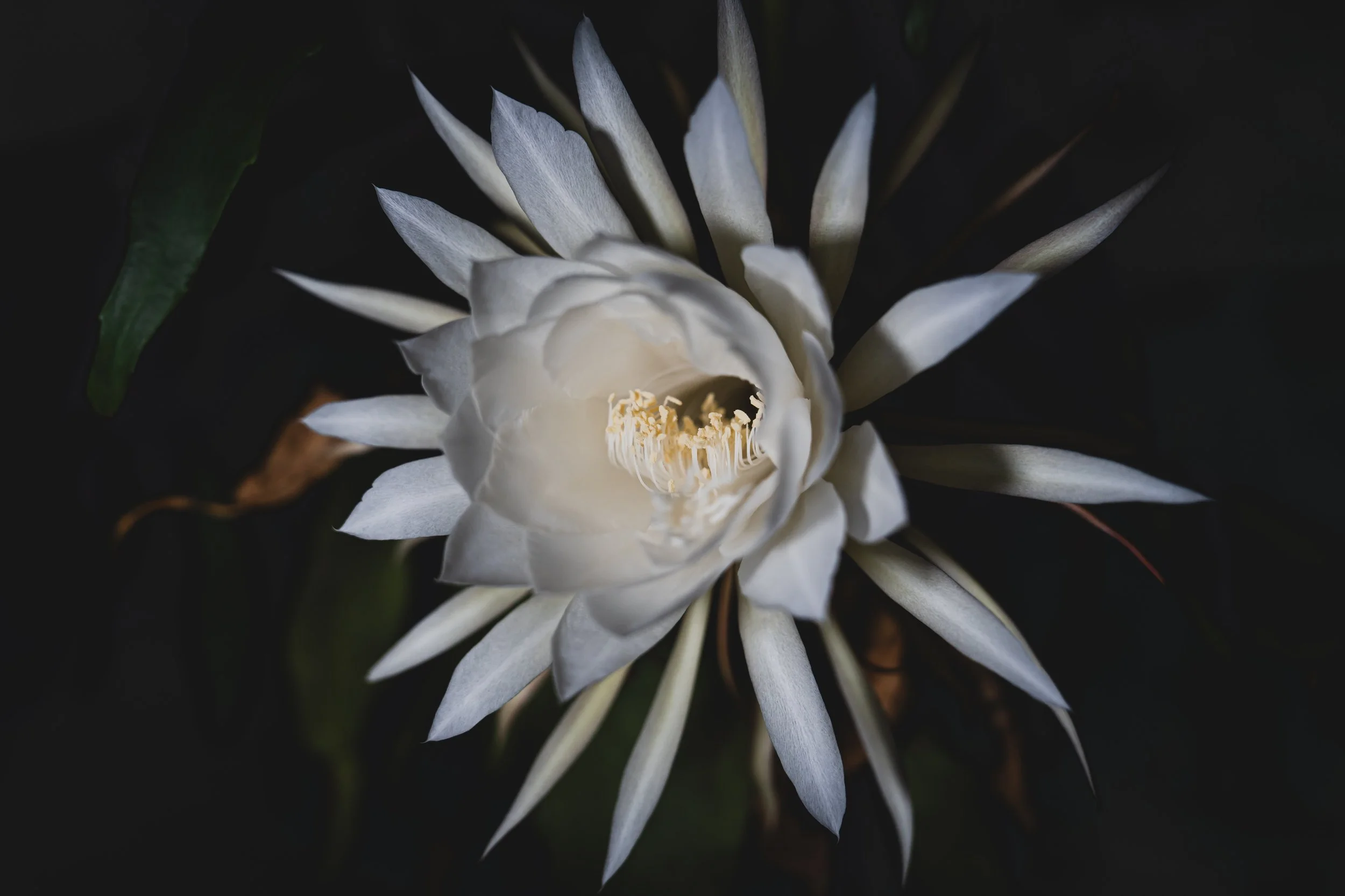      

 
    17 tháng Mười, 2023    Just perfect.&nbsp; You are amazing.    Thank God for your creativity and talent to make it happen.    I love it.    Từ California    "Ca Khúc Mừng Giáng Sinh" chuyển ngữ từ    "Joyous Carols Of Christmas"   &nbsp;