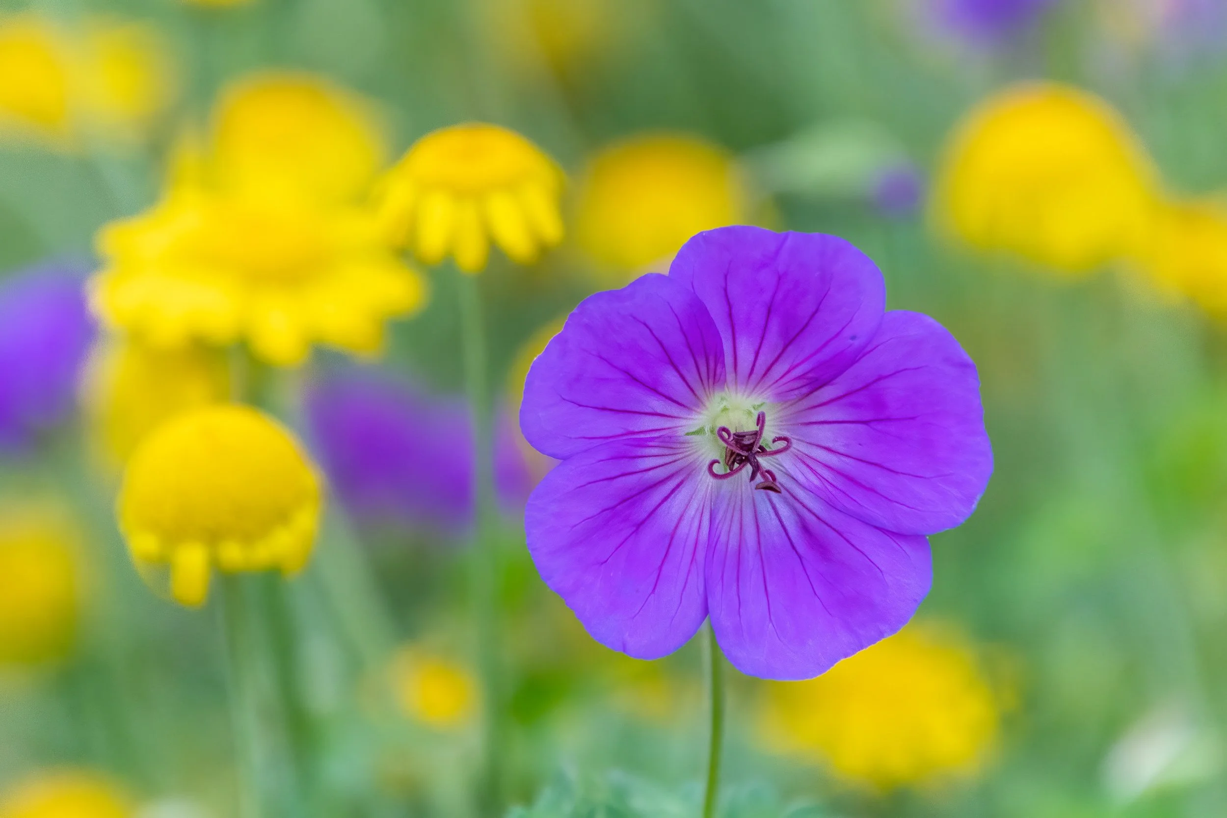      

 
    18 tháng Mười, 2023    Chị Bích thân thương, quả thật đúng là những lời lẽ, ý tứ, vần điệu tuyệt vời từ lòng đầy nhạc cảm và sâu nhiệm trong Chúa trong bản dịch sang tiếng Anh của chị. Không thể nào tốt đẹp hơn vậy, chị Bích ơi. Halleluj