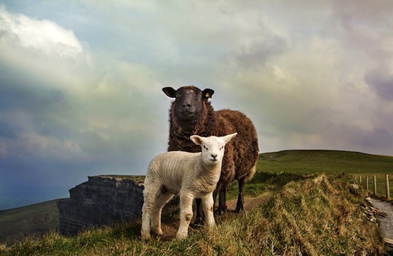 How Do I Prove My Irish Ancestry?