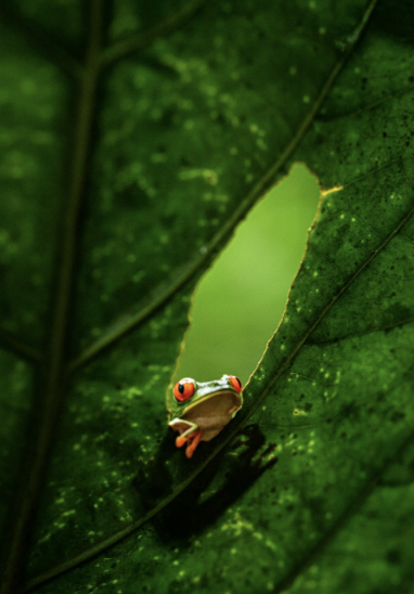 What Are the Pitfalls of Buying Property in Costa Rica?