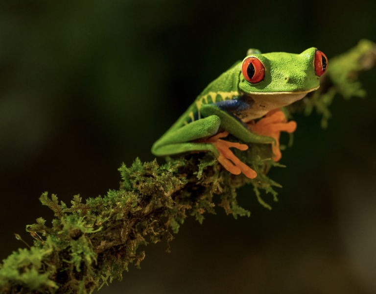 Can You Live on $5000 a Month in Costa Rica?