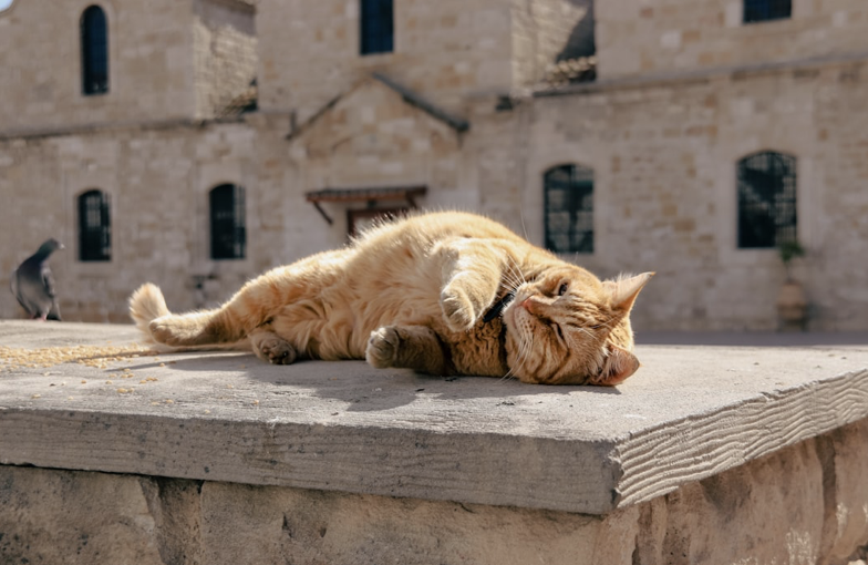 How Long Can You Stay in Cyprus If You Own a Property?