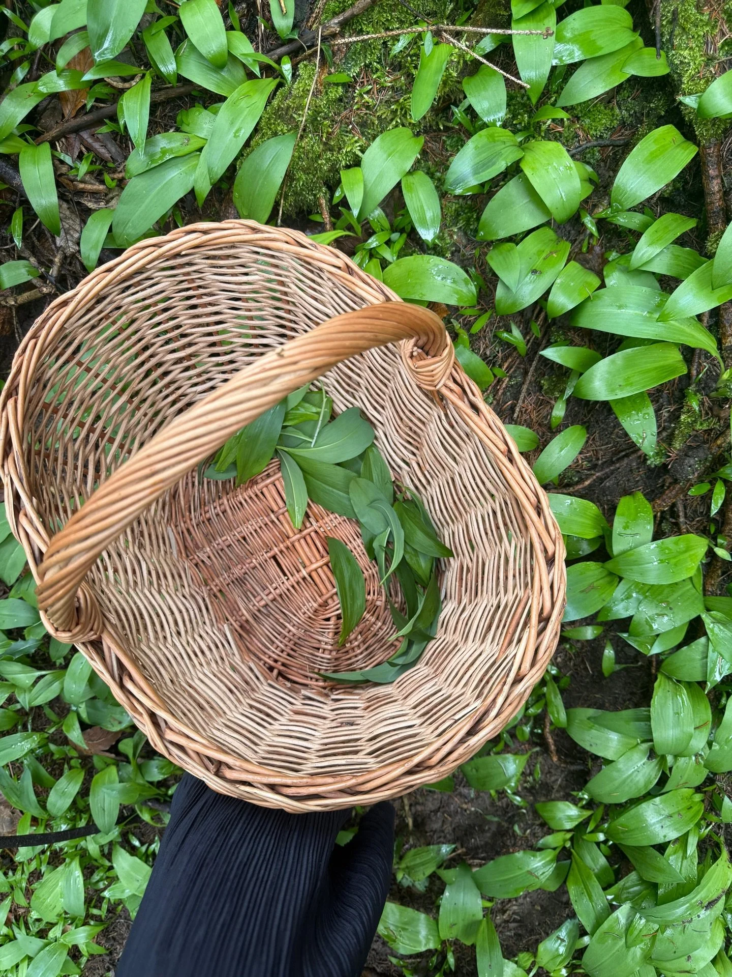 Heute ist mein Jahresvorrat B&auml;rlauchsalz enstanden.
Ja es war nicht das beste Wetter zum Sammeln.
Aber&hellip; wir konnten nicht mehr l&auml;nger warten.

Gelernt habe ich das bei @fuchs.margot, bei ihr haben wir den B&auml;rlauch damals liebevo