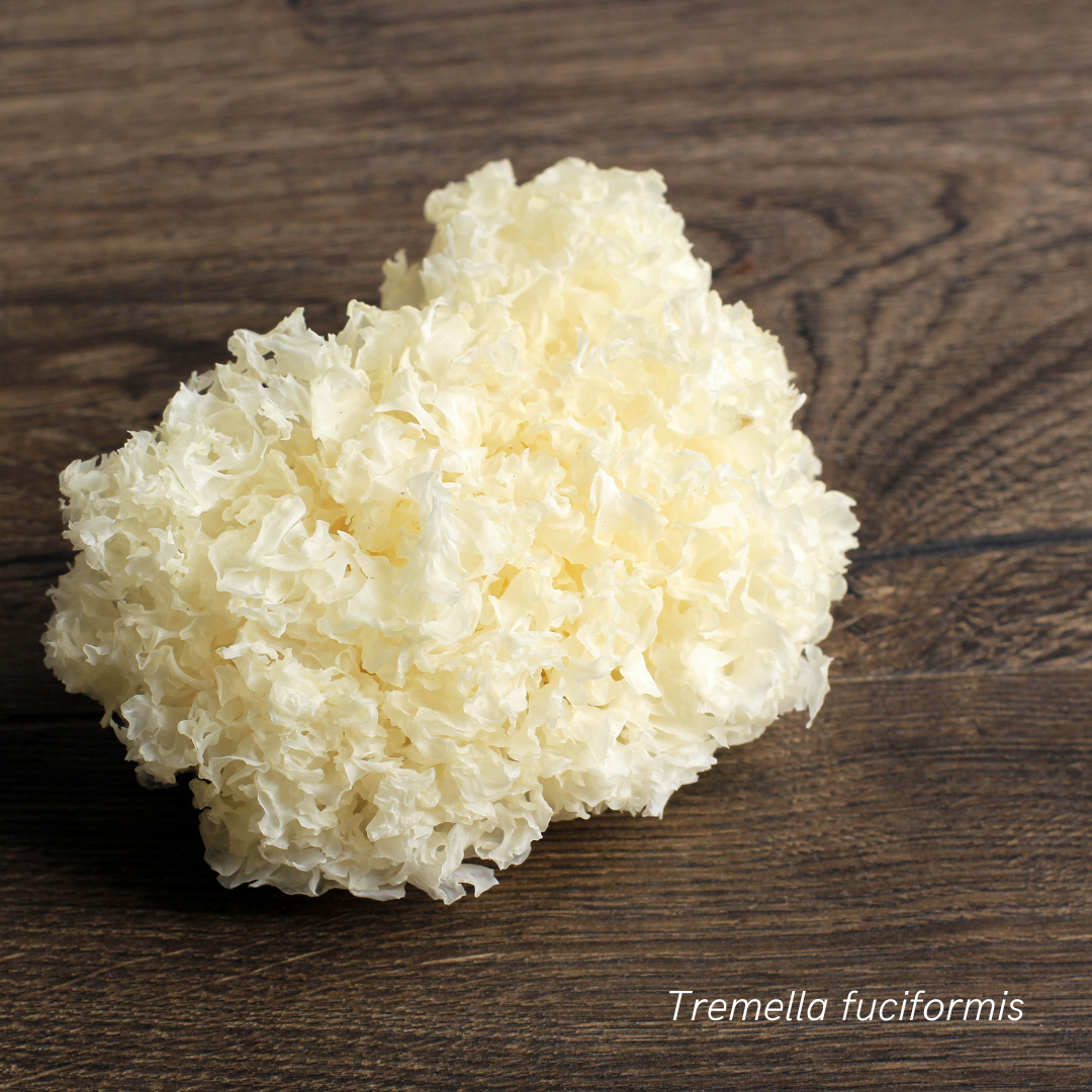 Copy of Tremella.png