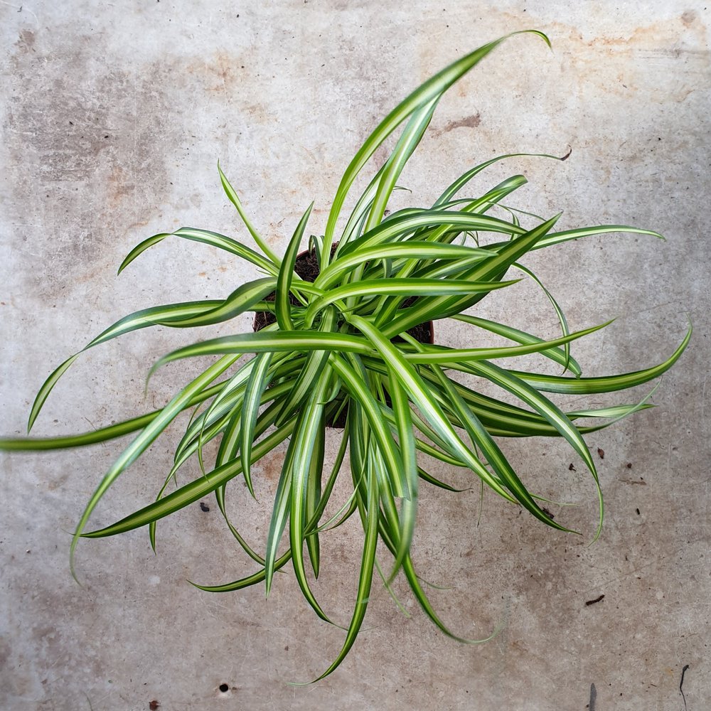  Spider Plant Indoor