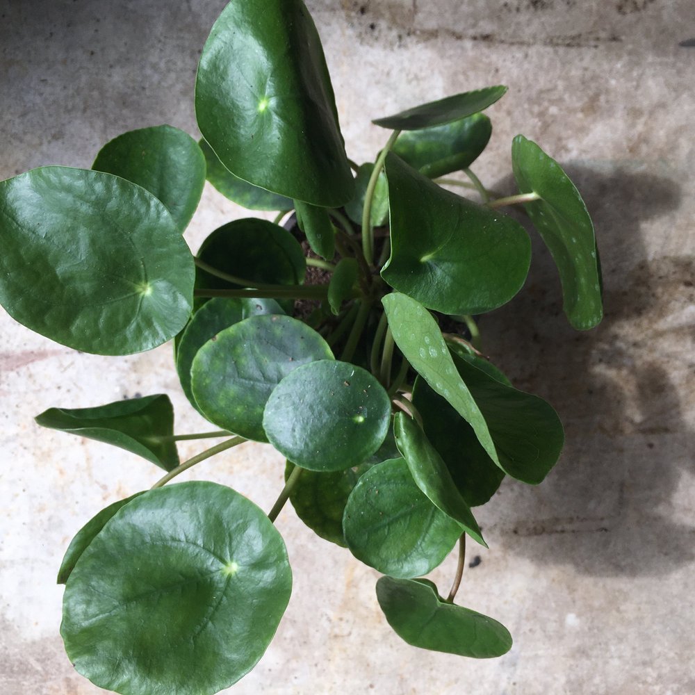 Pilea peperomioides Care: The Best Water, Light, and Fertilizer
