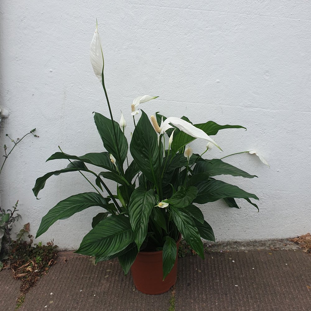 Spathiphyllum 'Sensation' (Peace lily) -Pot 24cm