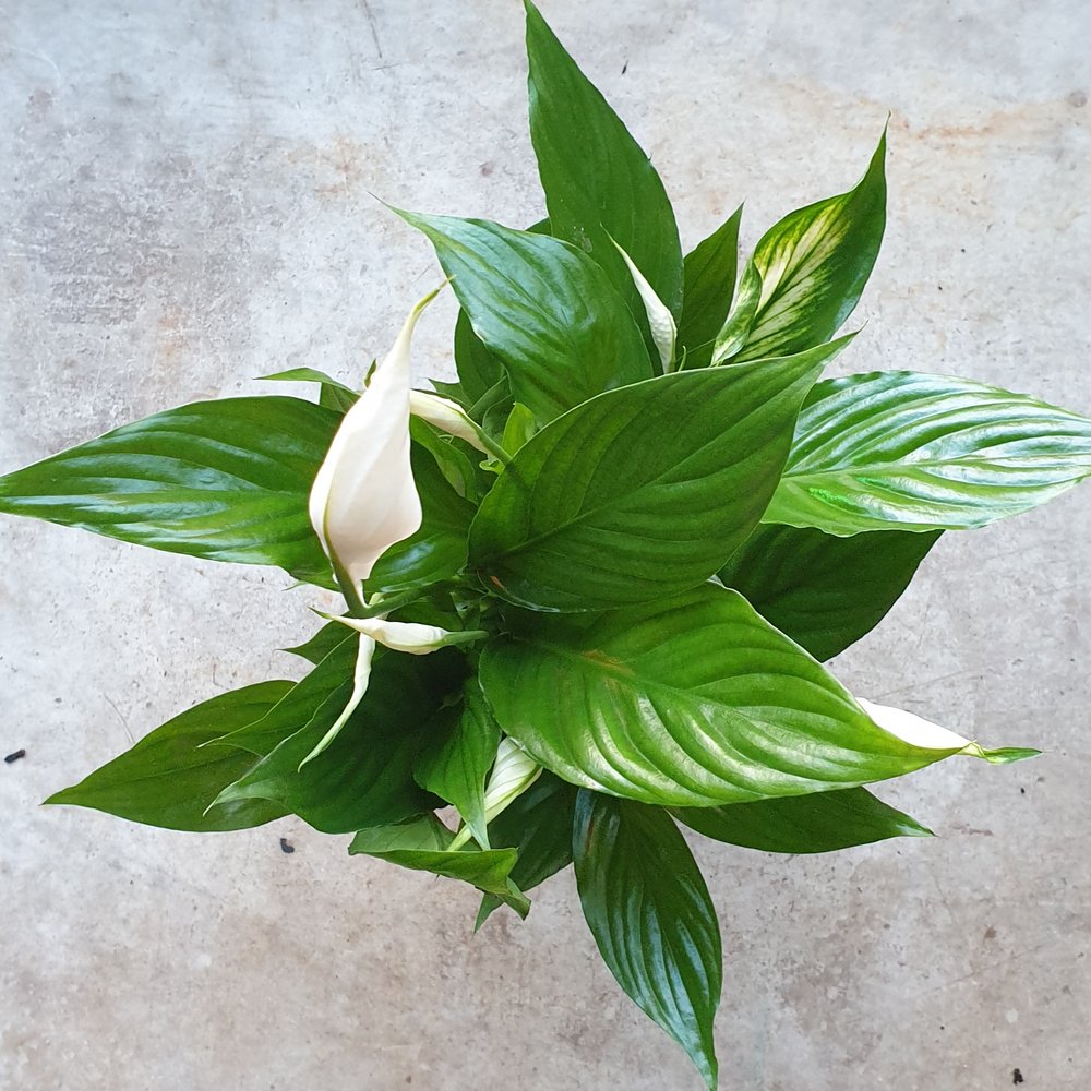 Spathiphyllum 'Pearl Cupido'- Peace lily