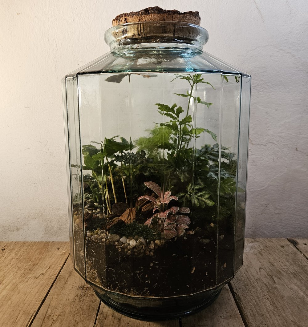 Beautiful glass terrarium with ribbed outer to emulate greenhouse