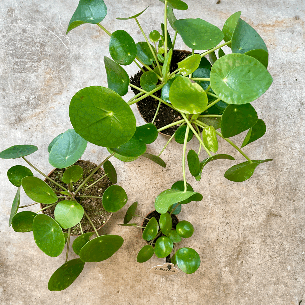 Pilea peperomoides (Chinese Money Plant) Various sizes