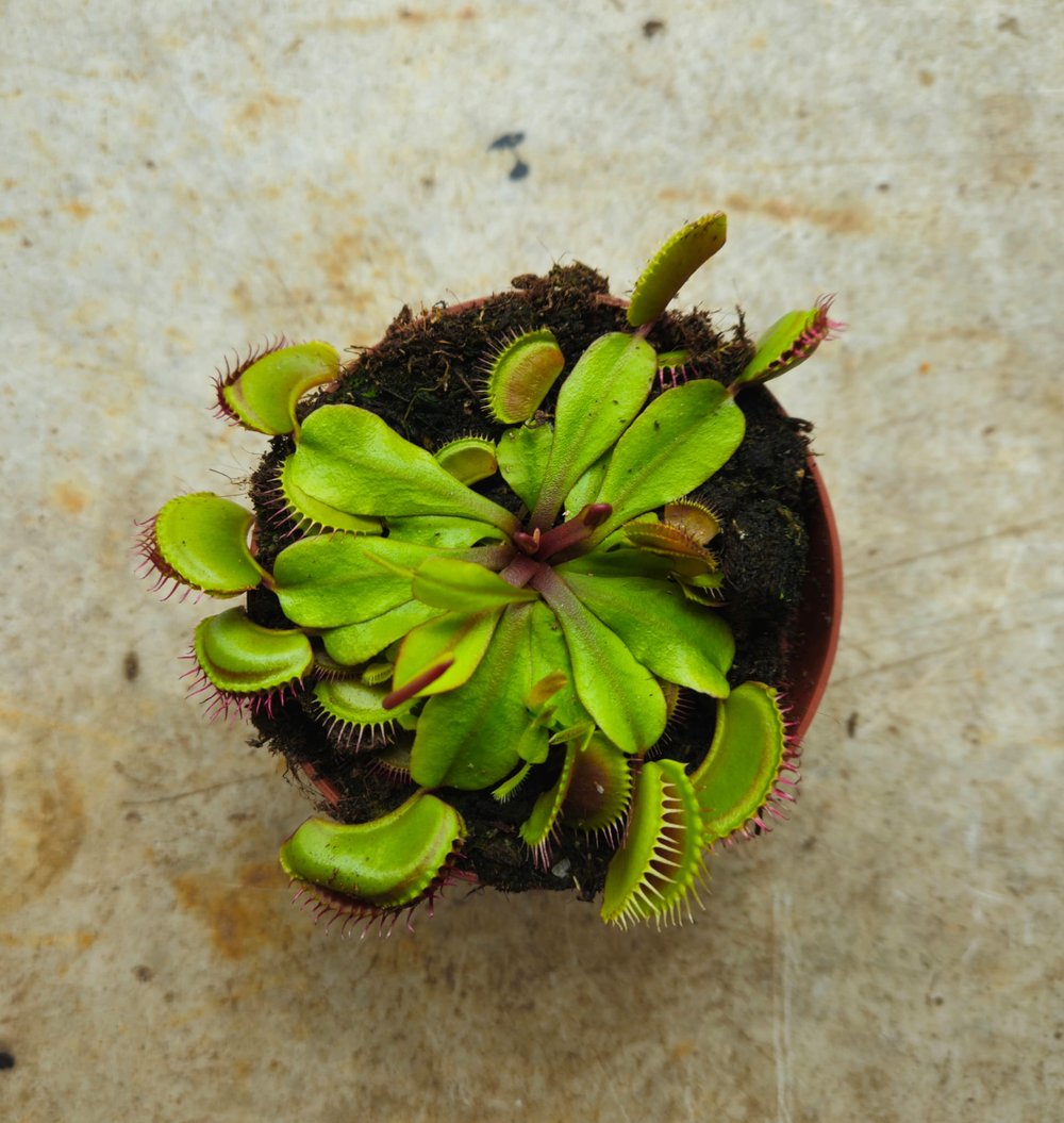 Dionaea muscipula (Venus flytrap) Various sizes