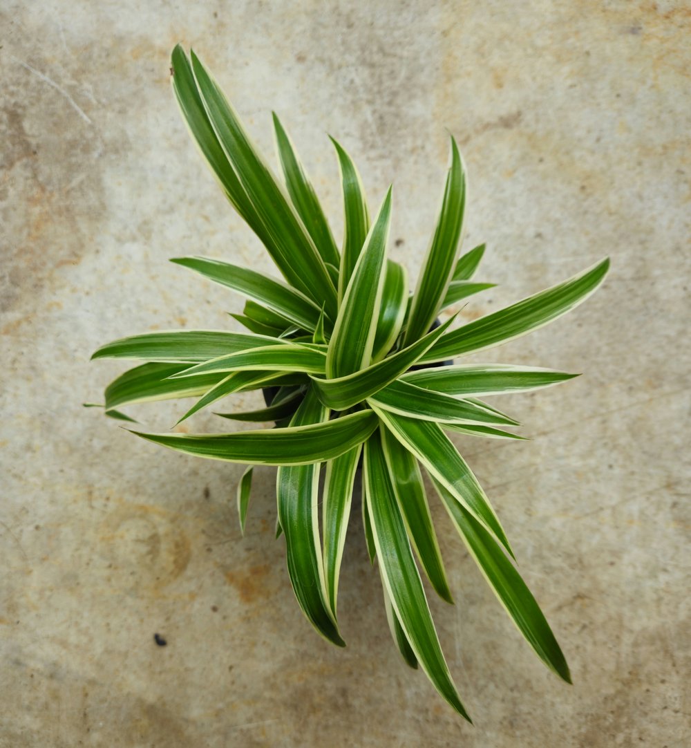 Chlorophytum comosum (Spider Plant)