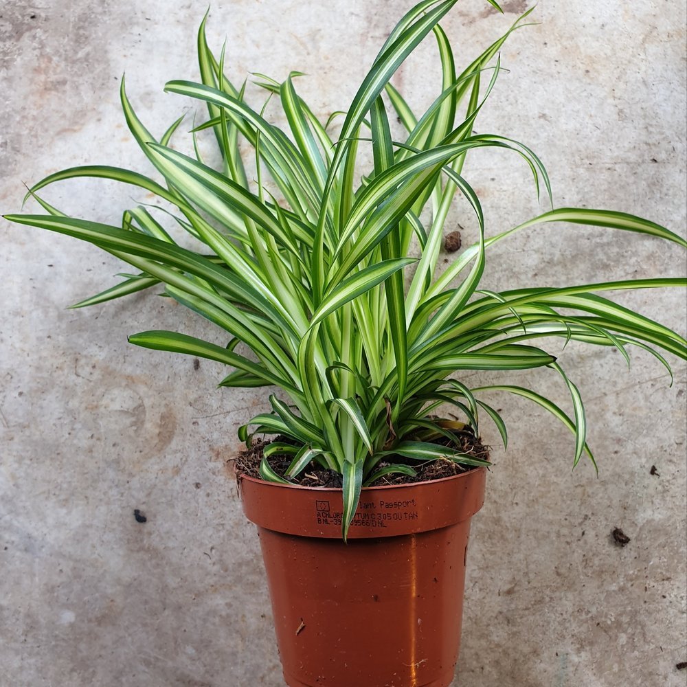 Spider Plant Indoor Care