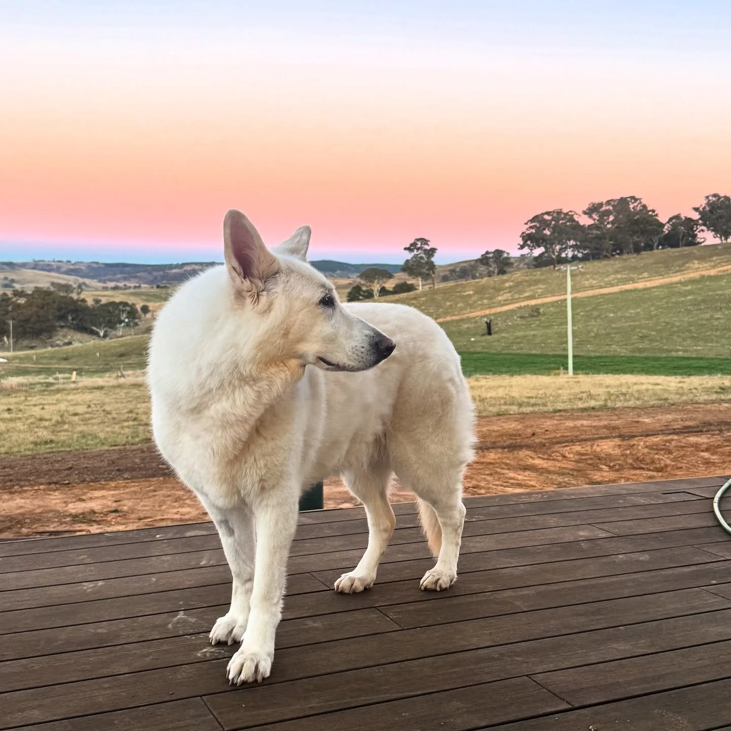 Happy International Dog Day!
Today, I’m celebrating the incredible dogs who make every day at work an absolute joy. I am so lucky to not only do what I love, but to work with the best, most loyal, and loving creatures on the planet.
A huge th