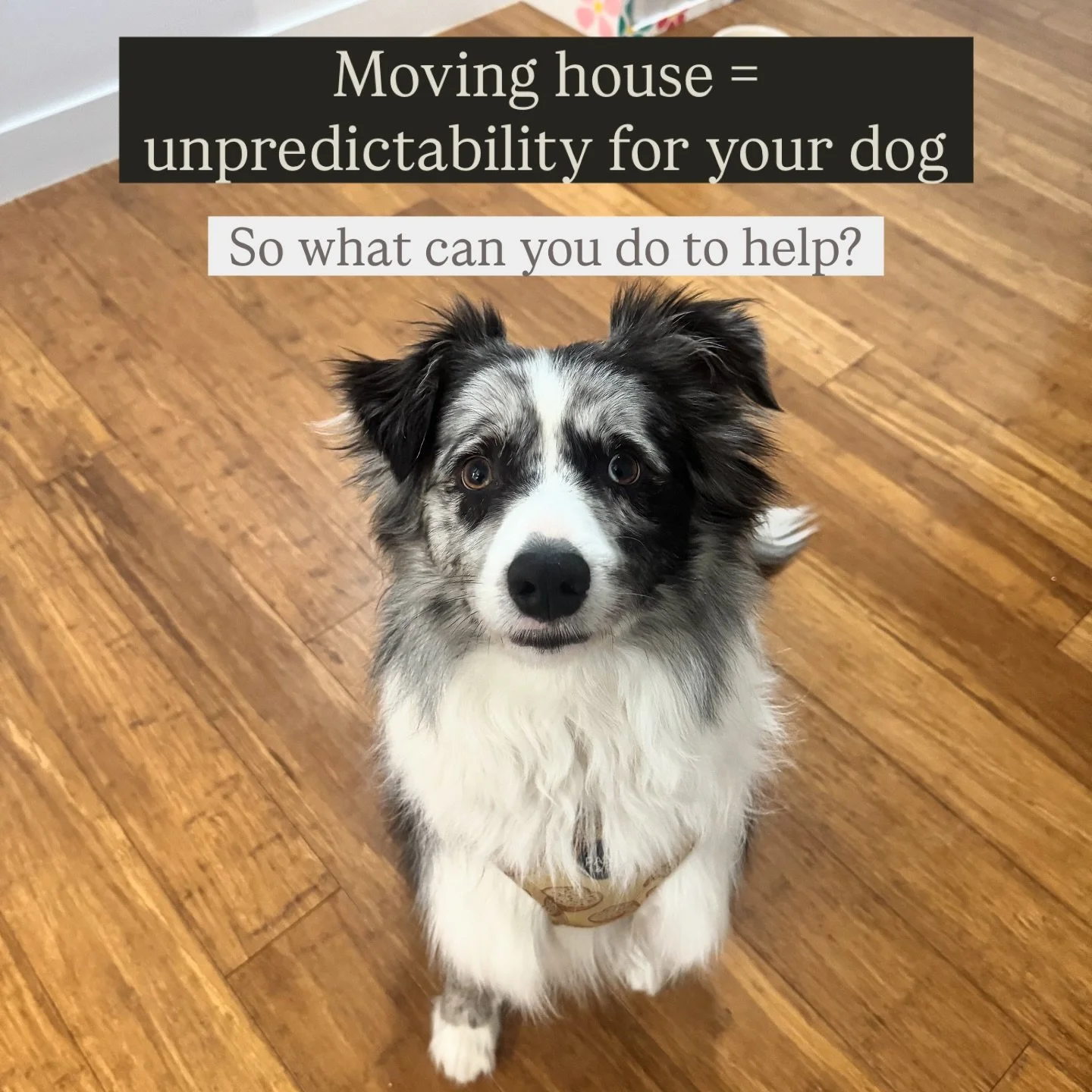 Are you about to move house with your dog or have you just moved? Here are some quick tips to think about to help your dog with the transition initially 🏠