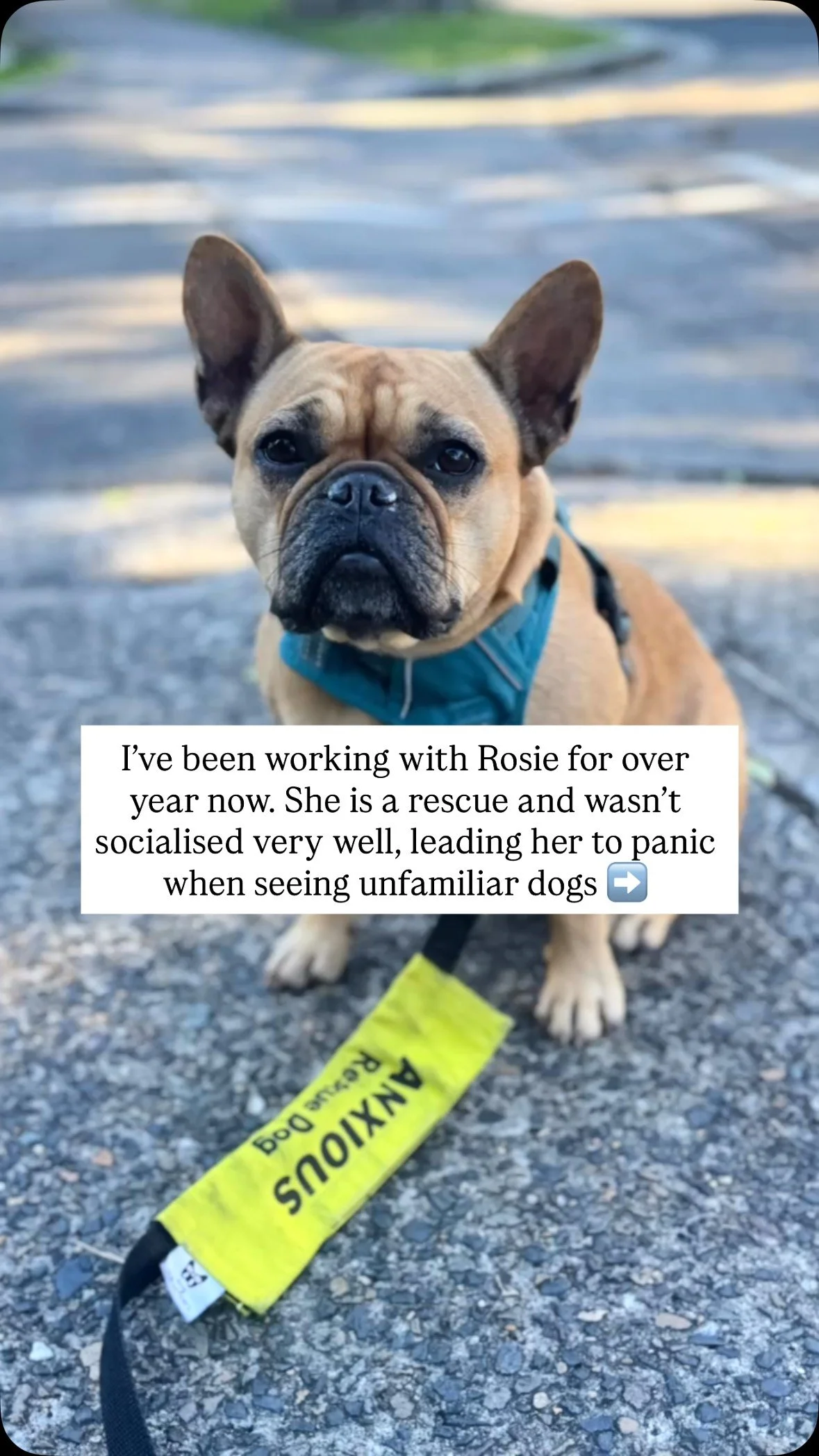 With a lot of love and hard work/management from Rosie’s owners, she has improved massively from when I first met her. She was a poorly socialised dog, and once rescued Rosie was sensitive to a lot of things, in particular she gets very anxious